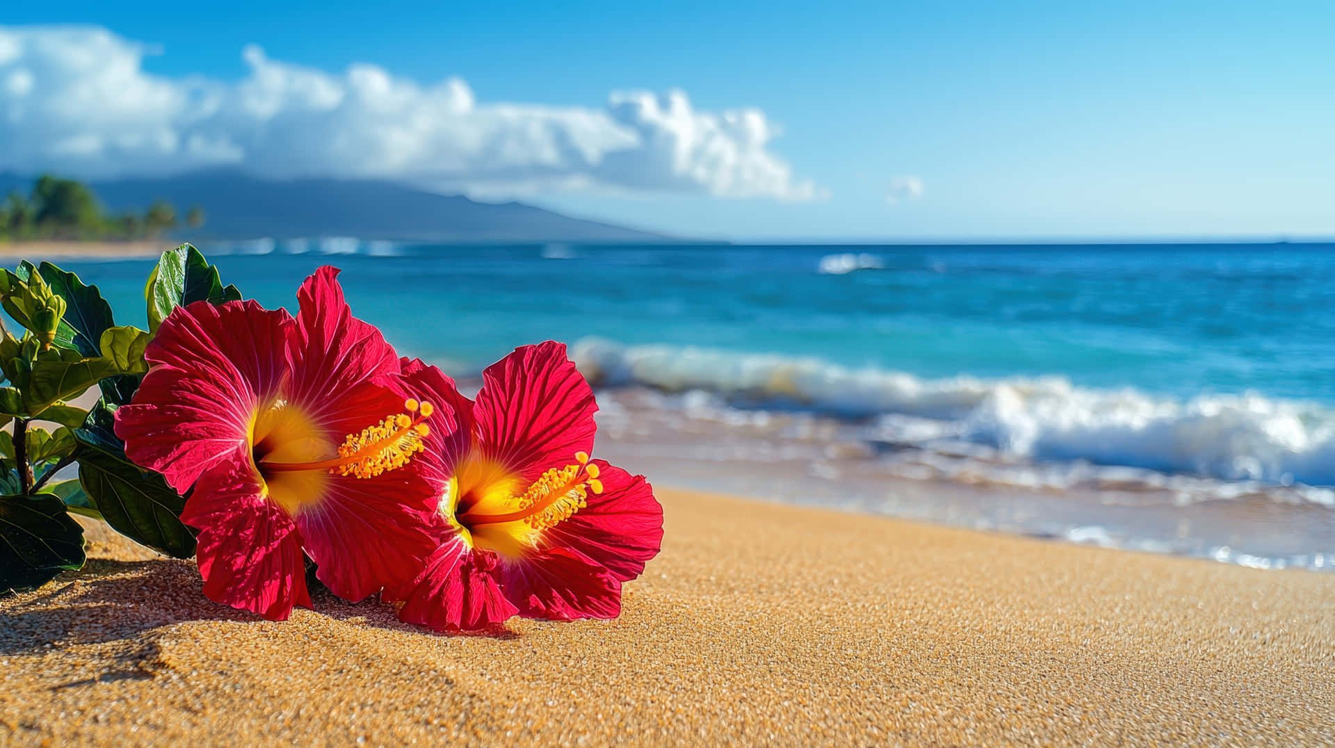 Vibrant Red Hibiscus Flowers on a Tropical Beach with Ocean Waves 壁紙 — 兩朵鮮紅色的芙蓉花，黃色花心，躺在金色沙灘上，旁邊是碧綠的海浪，上方是明亮的藍天。