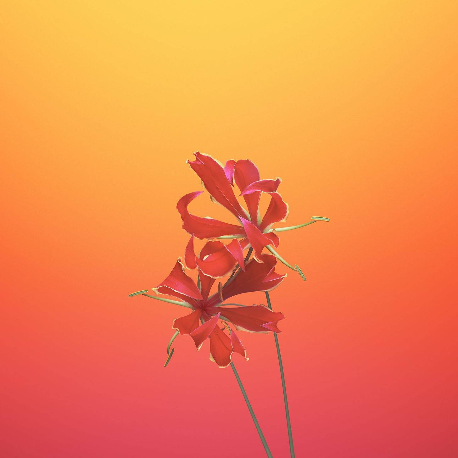 iOS 11 桌布 壁紙 — 兩朵鮮紅色的花朵，花瓣細膩，在橙色和粉紅色的溫暖漸變日落天空下綻放。