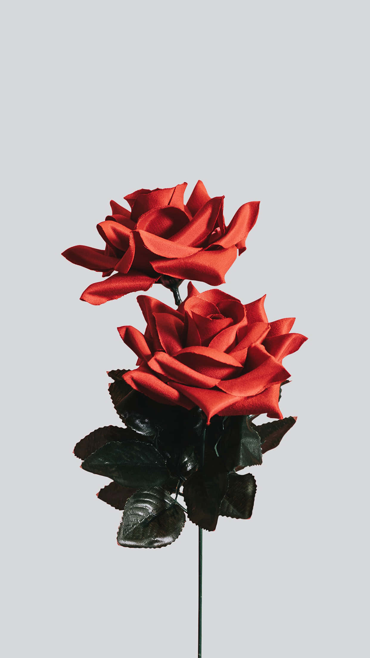 Simple Flower 桌布 壁紙 — 兩朵鮮紅色緞面玫瑰搭配亮黑色葉子，優雅地立在柔和的灰色背景上。