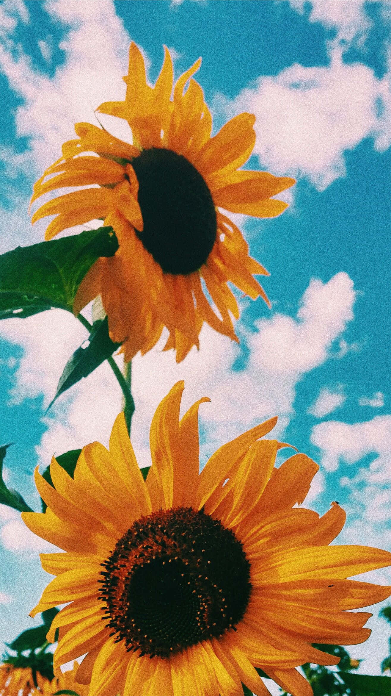 Aesthetic Sunflower 桌布 壁紙 — 兩朵鮮豔的向日葵在低角度拍攝下，對著有 fluffy 白雲的明亮藍天盛開。