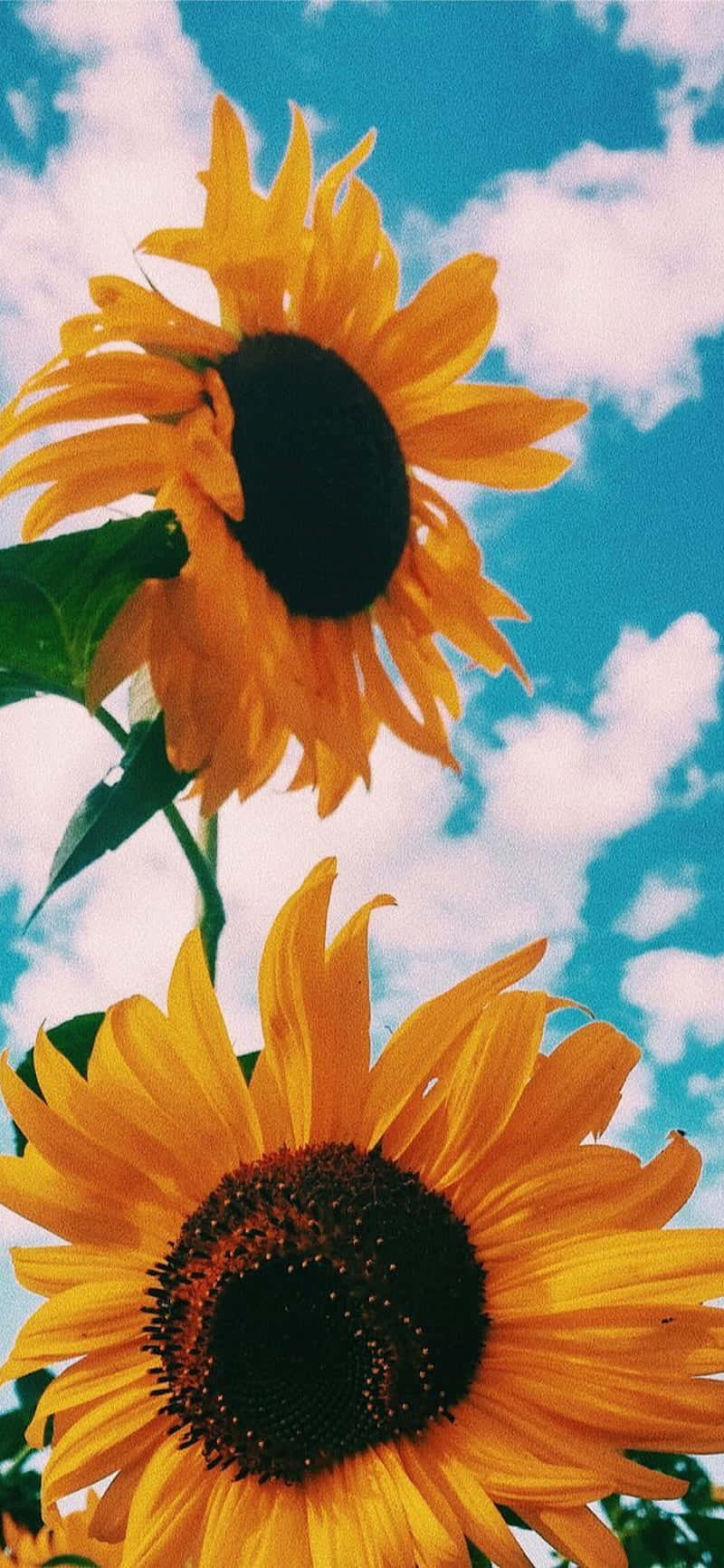 Sunflower Phone 桌布 壁紙 — 兩朵鮮豔的向日葵在明亮的藍天和蓬鬆的白雲中綻放。