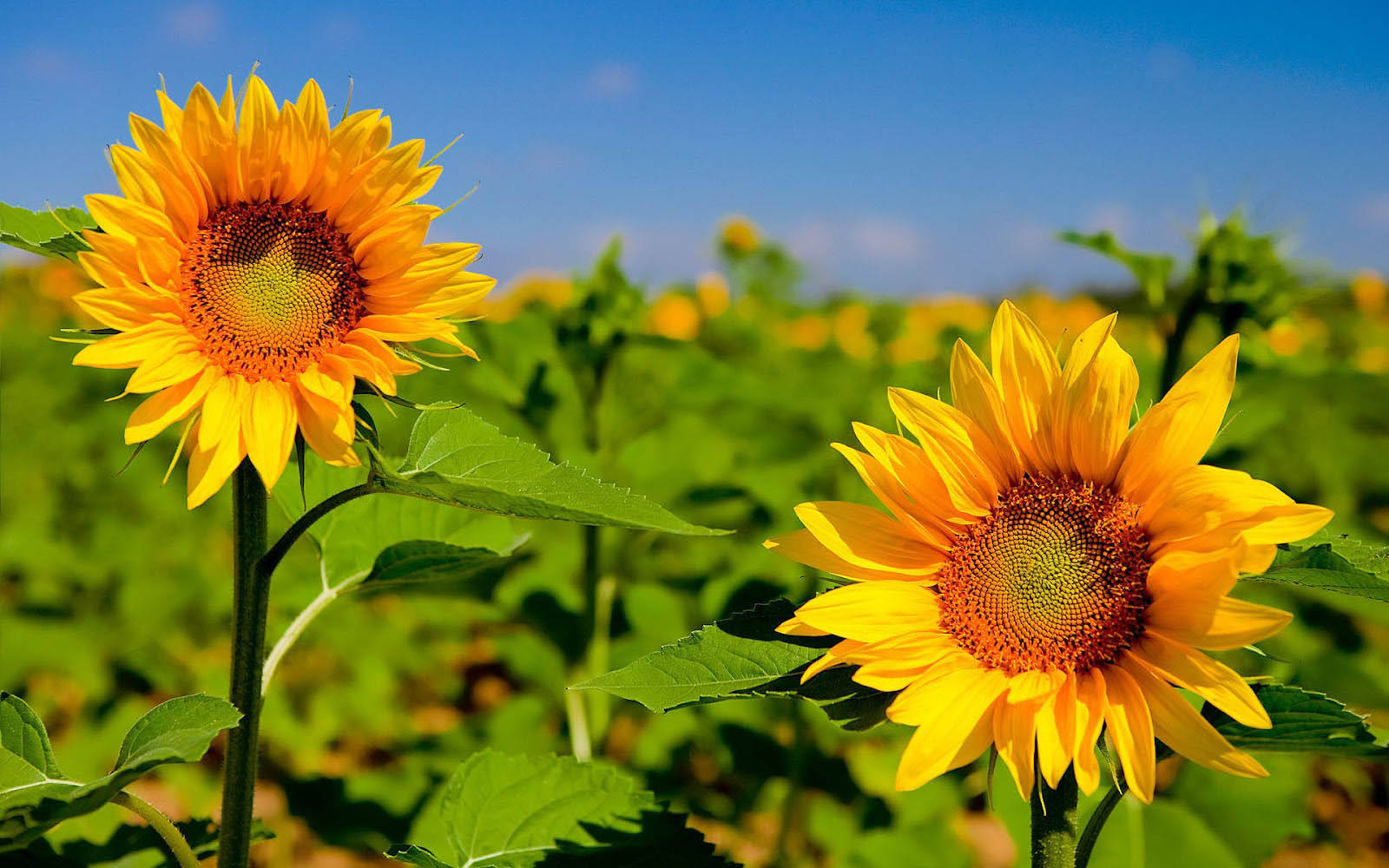 Sunflower Desktop 桌布 壁紙 — 兩朵鮮豔的向日葵在茂盛的綠色田野中盛開，天空清澈湛藍，陽光柔和。