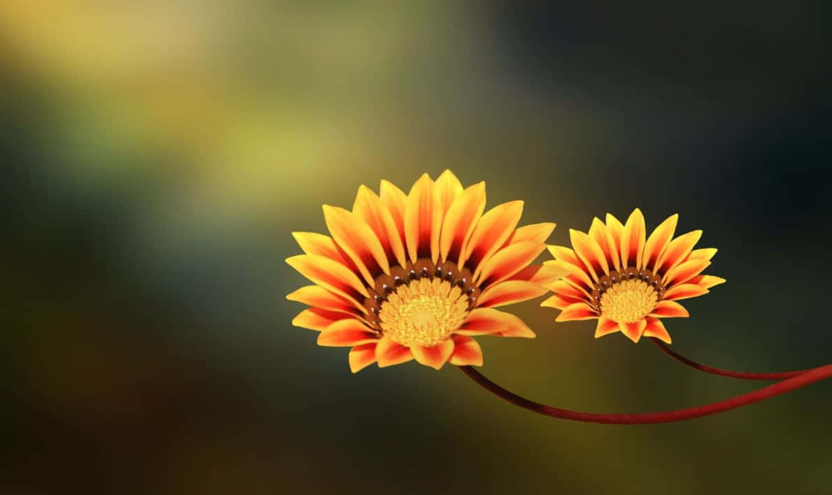 Pretty Flower 桌布 壁紙 — 兩朵鮮豔的橙色和黃色勳章菊在柔和模糊的綠色和棕色背景上綻放。