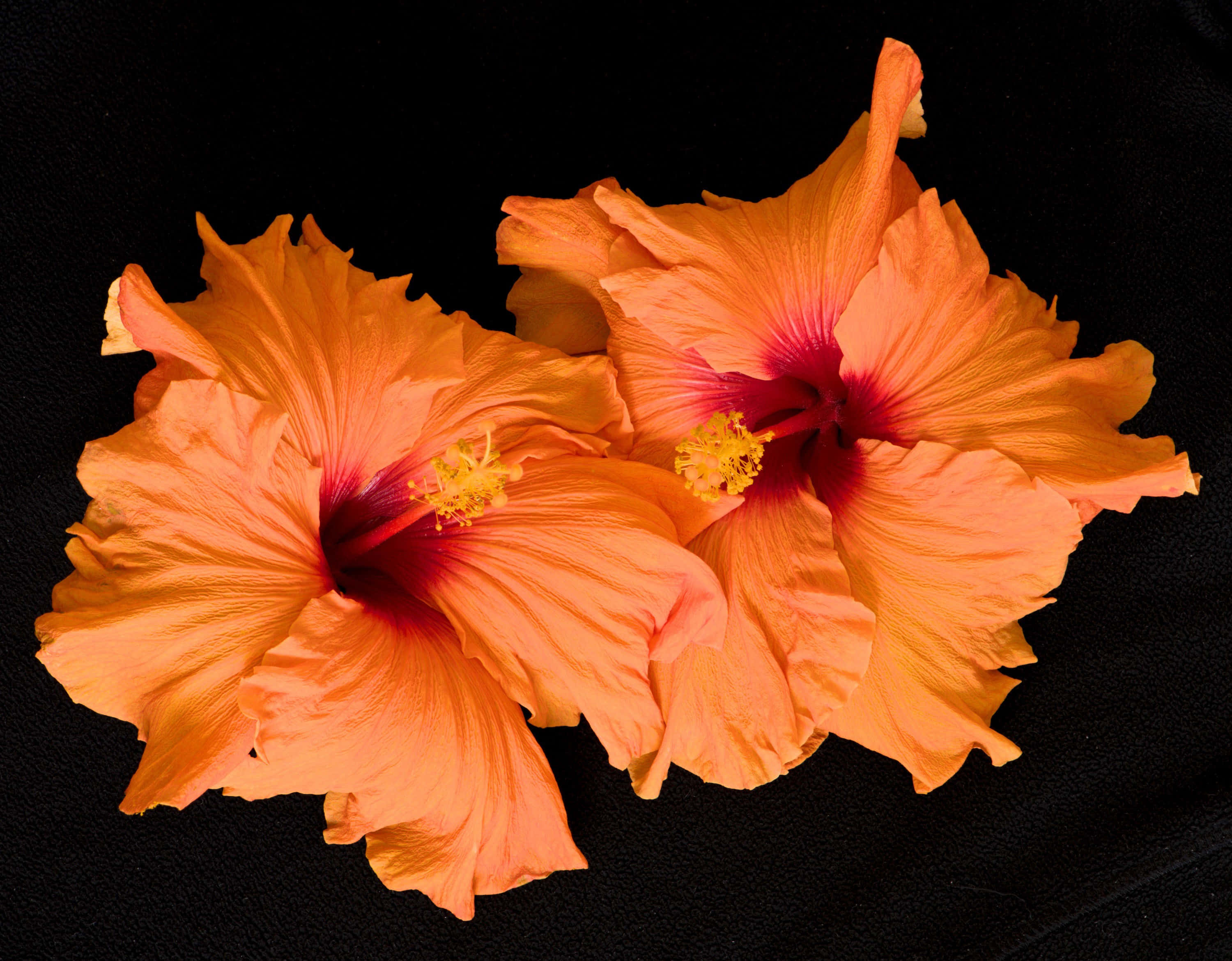 橘色 桌布 壁紙 — 兩朵鮮豔的橙色芙蓉花，帶有深紅色花心，映襯在純黑色紋理背景上。