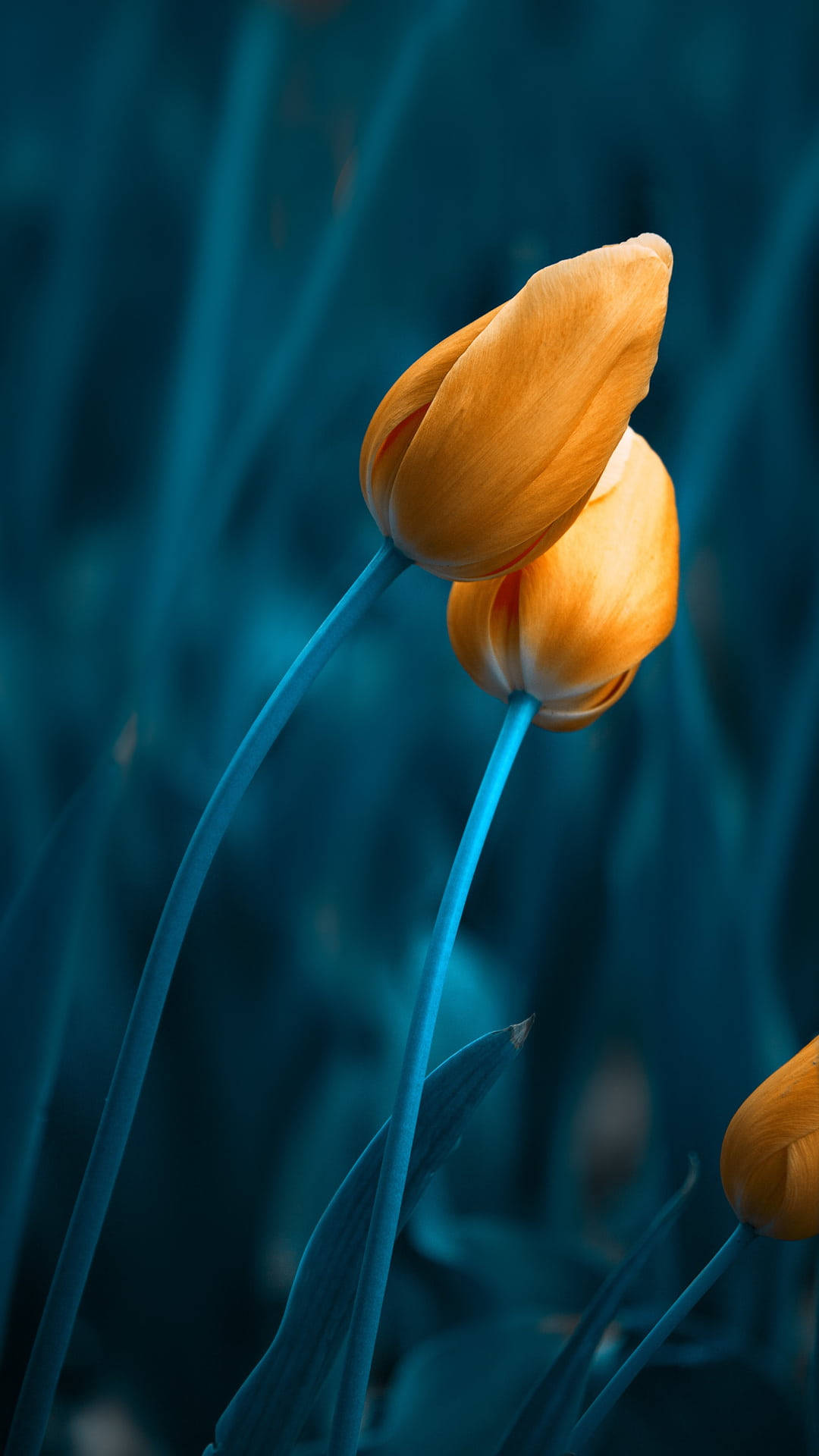 Flowers 桌布 壁紙 — 兩朵鮮豔的橙色鬱金香，帶有藍色莖幹，在深藍綠色模糊背景中脫穎而出。