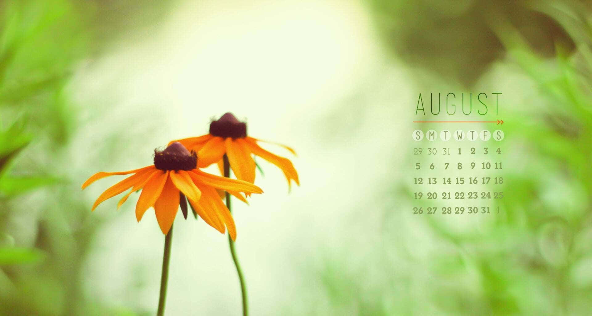 August 桌布 壁紙 — 兩朵鮮豔的橙色黑眼蘇珊花在夢幻般的綠色背景上柔和綻放，並帶有八月日曆疊加層。
