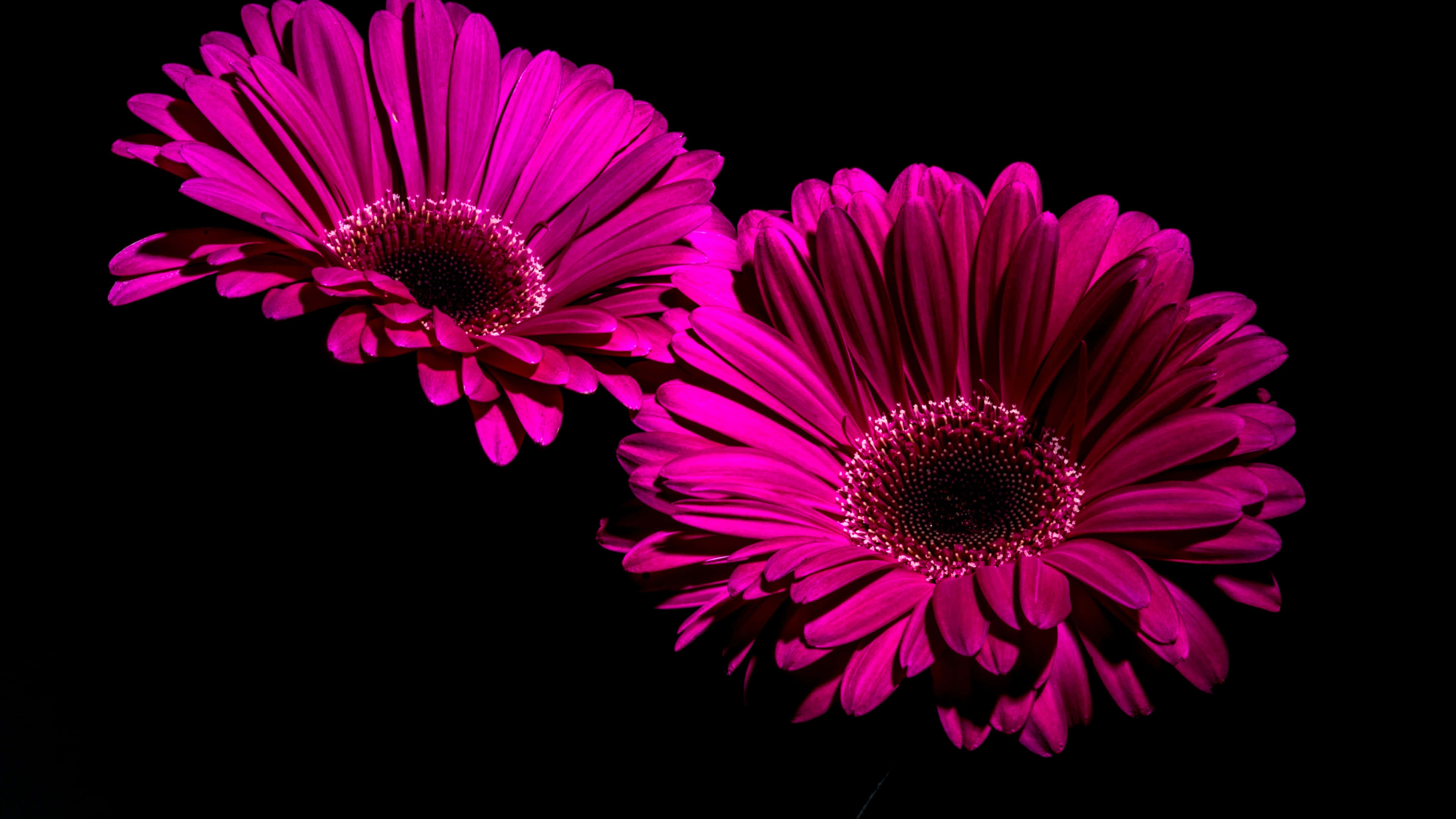Magenta 桌布 壁紙 — 兩朵鮮豔的洋紅色非洲菊雛菊在純黑色背景上綻放，花心閃閃發光。