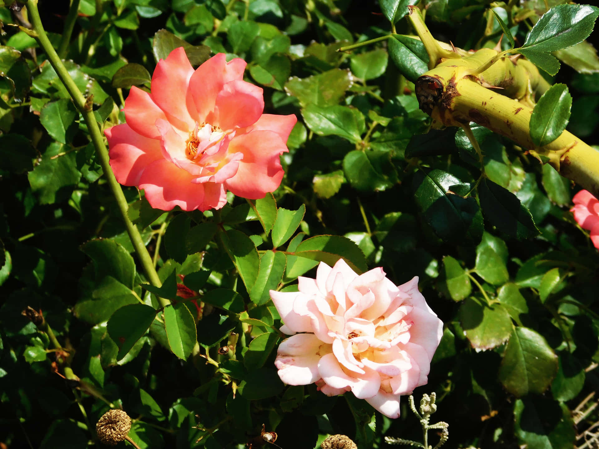 Flowers outdoors in the garden 壁紙 — 兩朵鮮豔的玫瑰，一朵珊瑚色，一朵淡粉色，在明亮的陽光下盛開於茂密的綠葉之中。