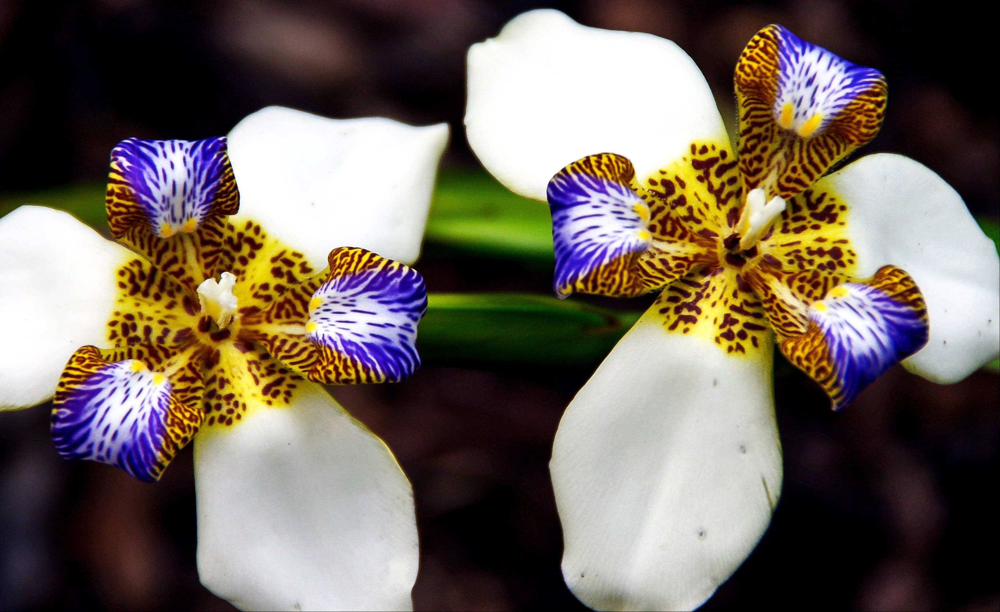Iris 桌布 壁紙 — 兩朵鮮豔的白色花朵，帶有紫藍色和黃色斑點的中心，在黑暗模糊的背景中綻放。