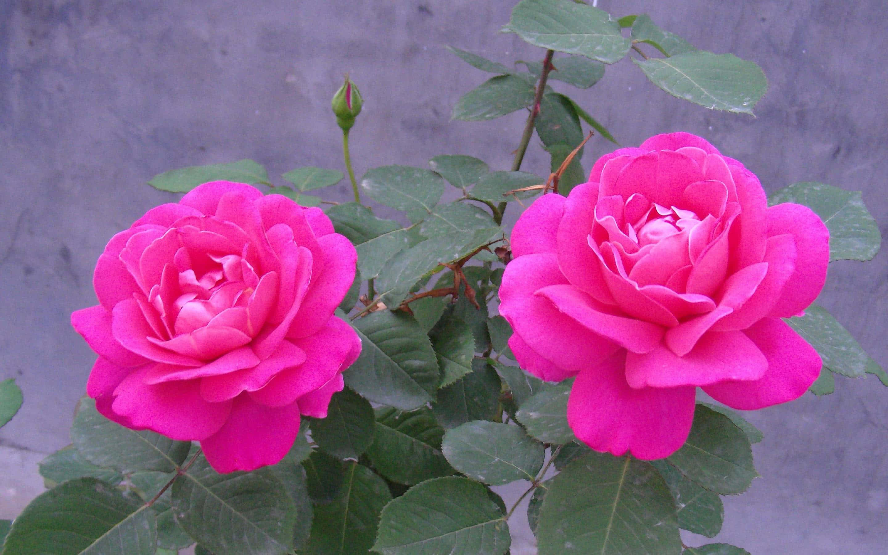 HD Rose 桌布 壁紙 — 兩朵鮮豔的粉紅玫瑰在柔和的灰色牆壁上茂盛綻放，帶有綠葉和一個花蕾。