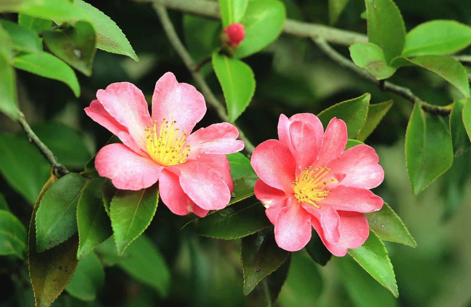 Camellia Sasanqua 桌布 壁紙 — 兩朵鮮豔的粉紅色山茶花，帶有黃色雄蕊，在枝條上茂密的綠葉中盛開。