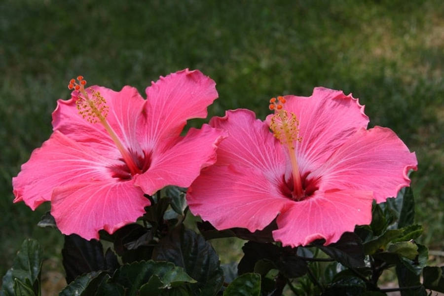 Hibiscus 桌布 壁紙 — 兩朵鮮豔的粉紅色木槿花在柔和的綠色草地背景下盛開，帶有詳細的雄蕊和深色葉子。