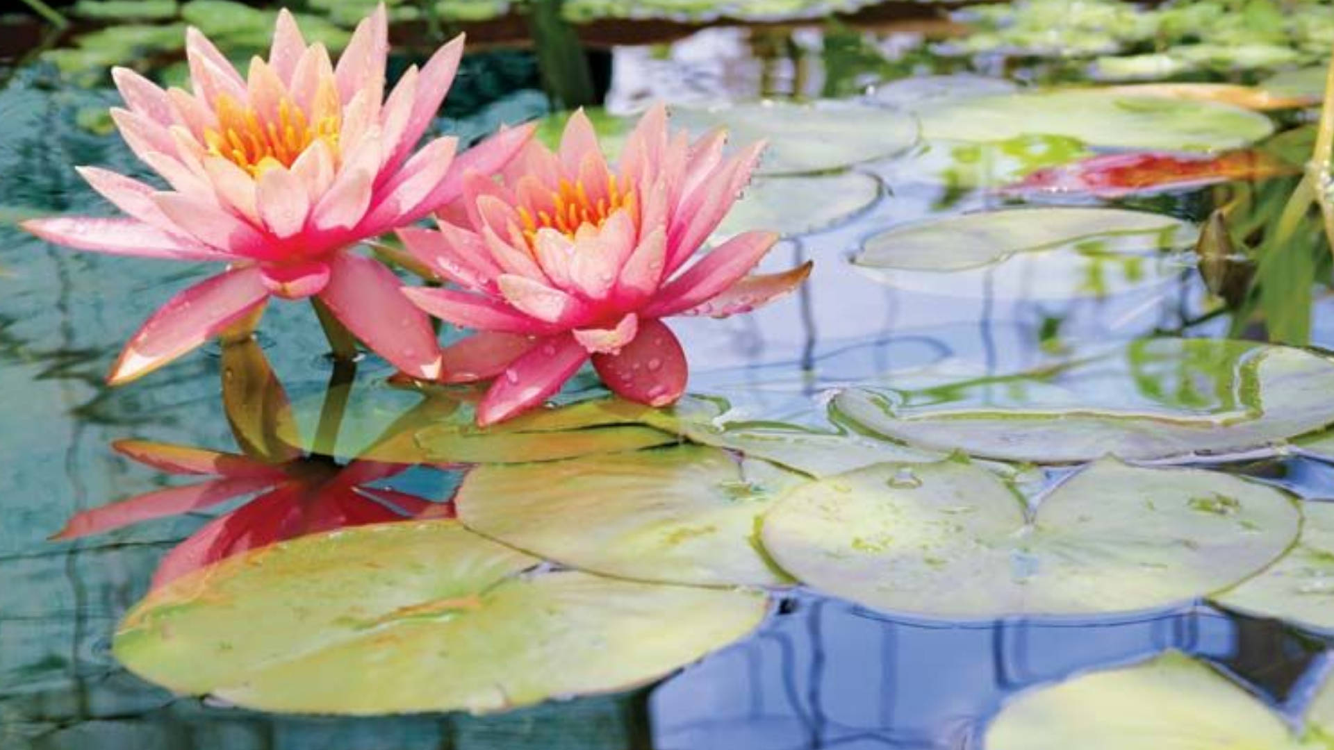 lily 桌布 壁紙 — 兩朵鮮豔的粉紅色睡蓮在寧靜的池塘中的睡蓮葉上盛開，池塘倒映著天空。