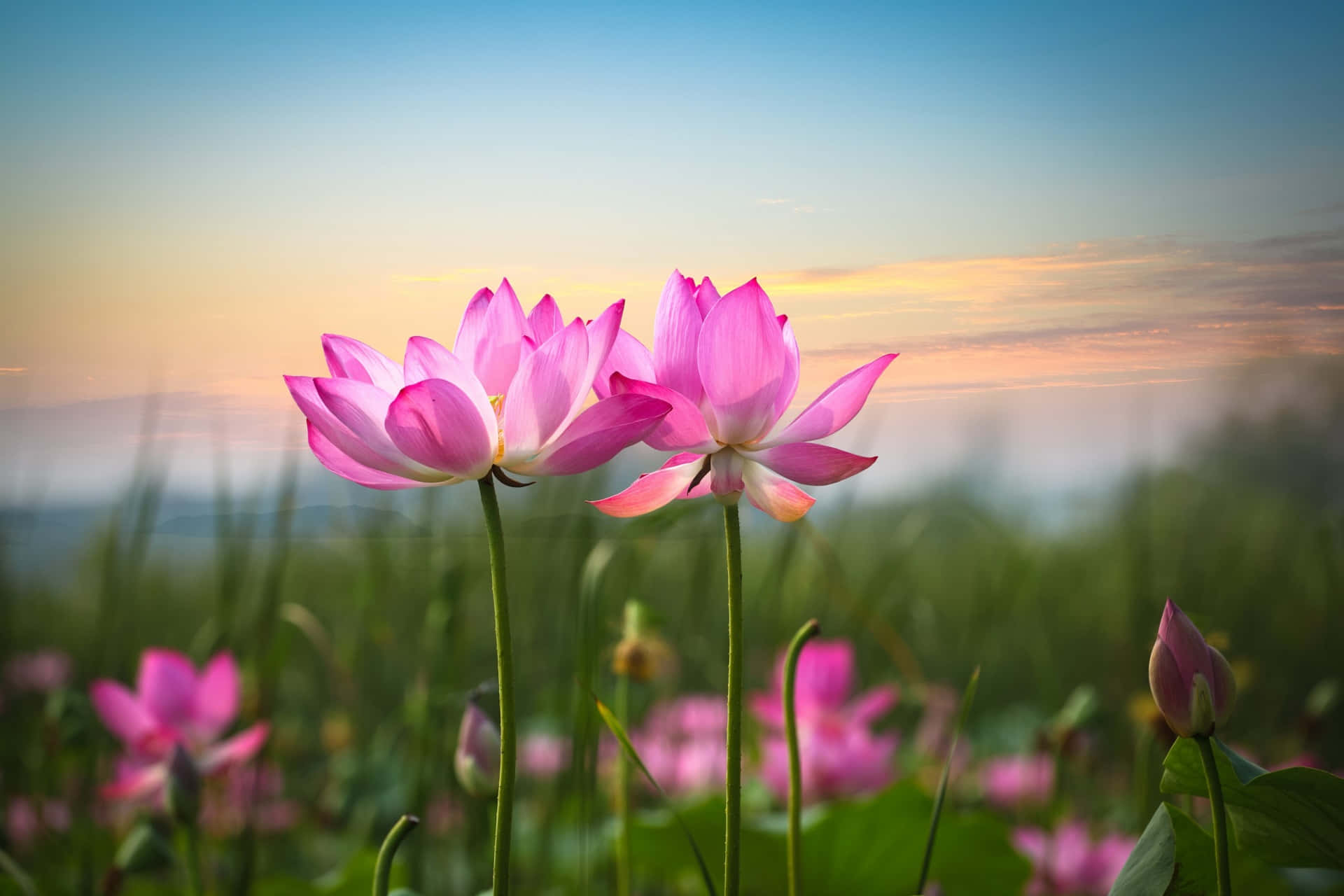 lotus 桌布 壁紙 — 兩朵鮮豔的粉紅色蓮花在柔和的金色日落天空和模糊的綠色蘆葦襯托下優雅地綻放。