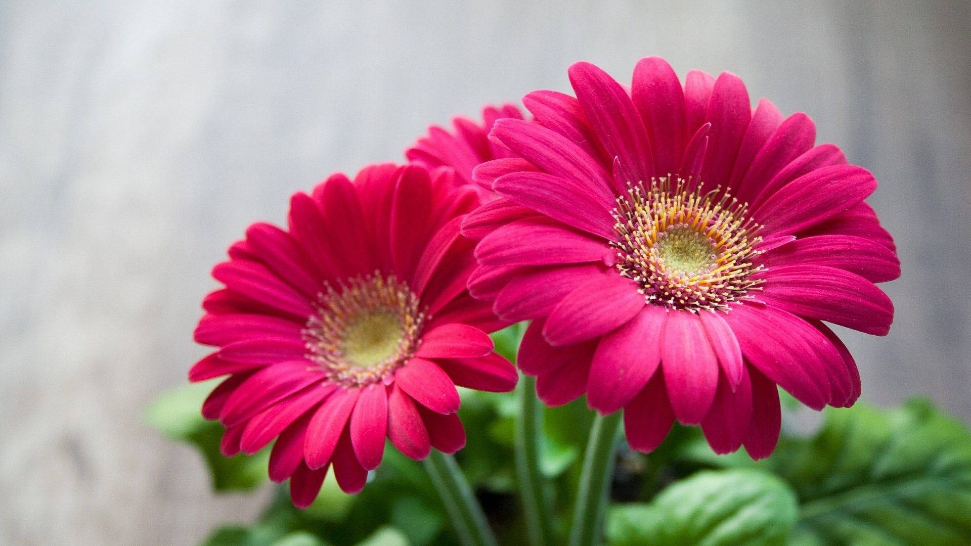 Flower HD 桌布 壁紙 — 兩朵鮮豔的粉紅色非洲菊雛菊，黃色花心，在柔和的灰色背景上綻放。