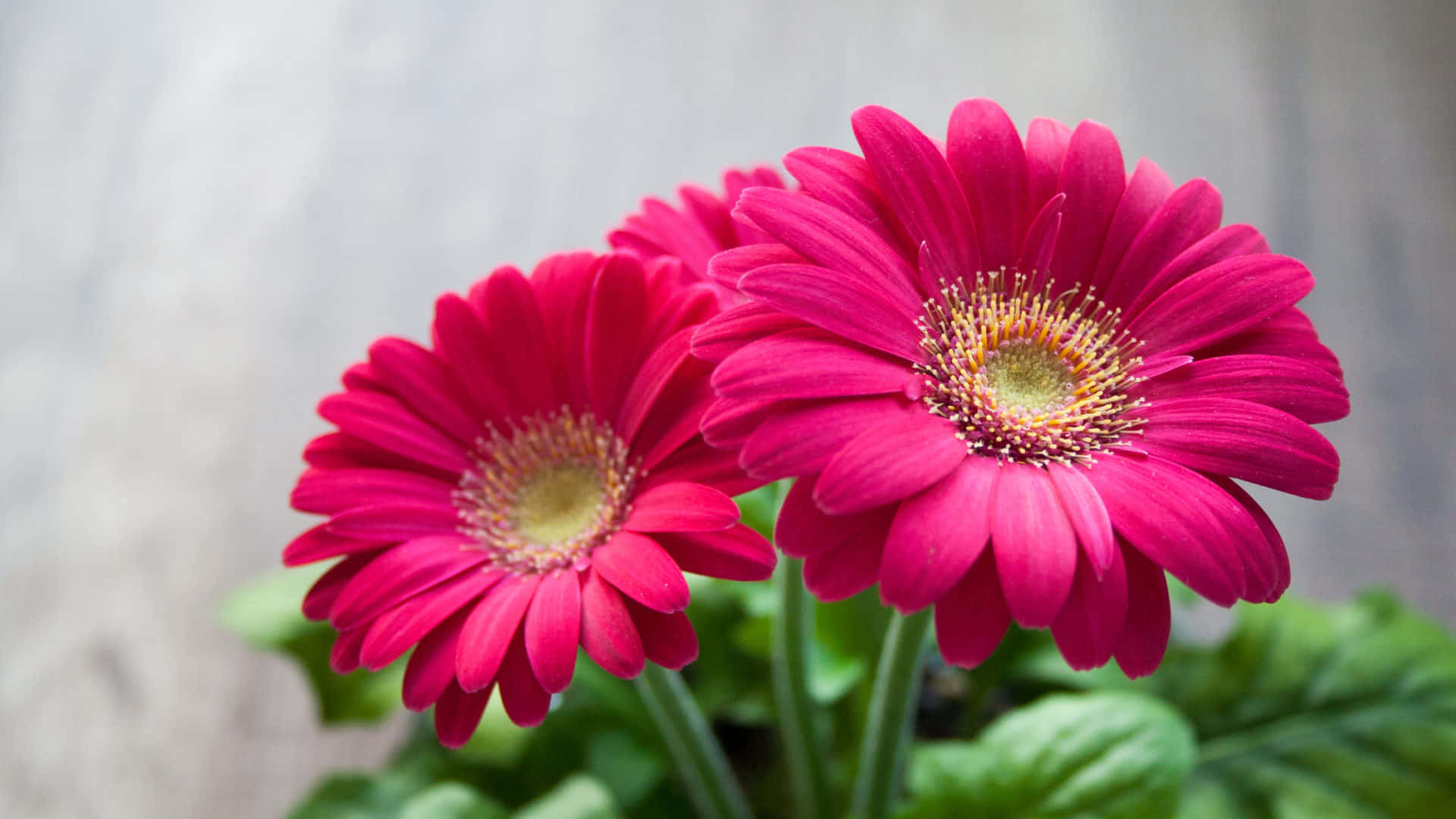 Red Flower 桌布 壁紙 — 兩朵鮮豔的粉紅色非洲菊雛菊，黃色花心，在柔和的灰色背景上綻放。