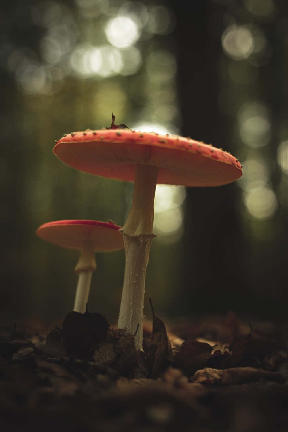 Mushroom Phone 桌布 壁紙 — 兩朵鮮豔的紅帽蘑菇，白色莖幹，從落葉堆中升起，在柔和光線的森林中。