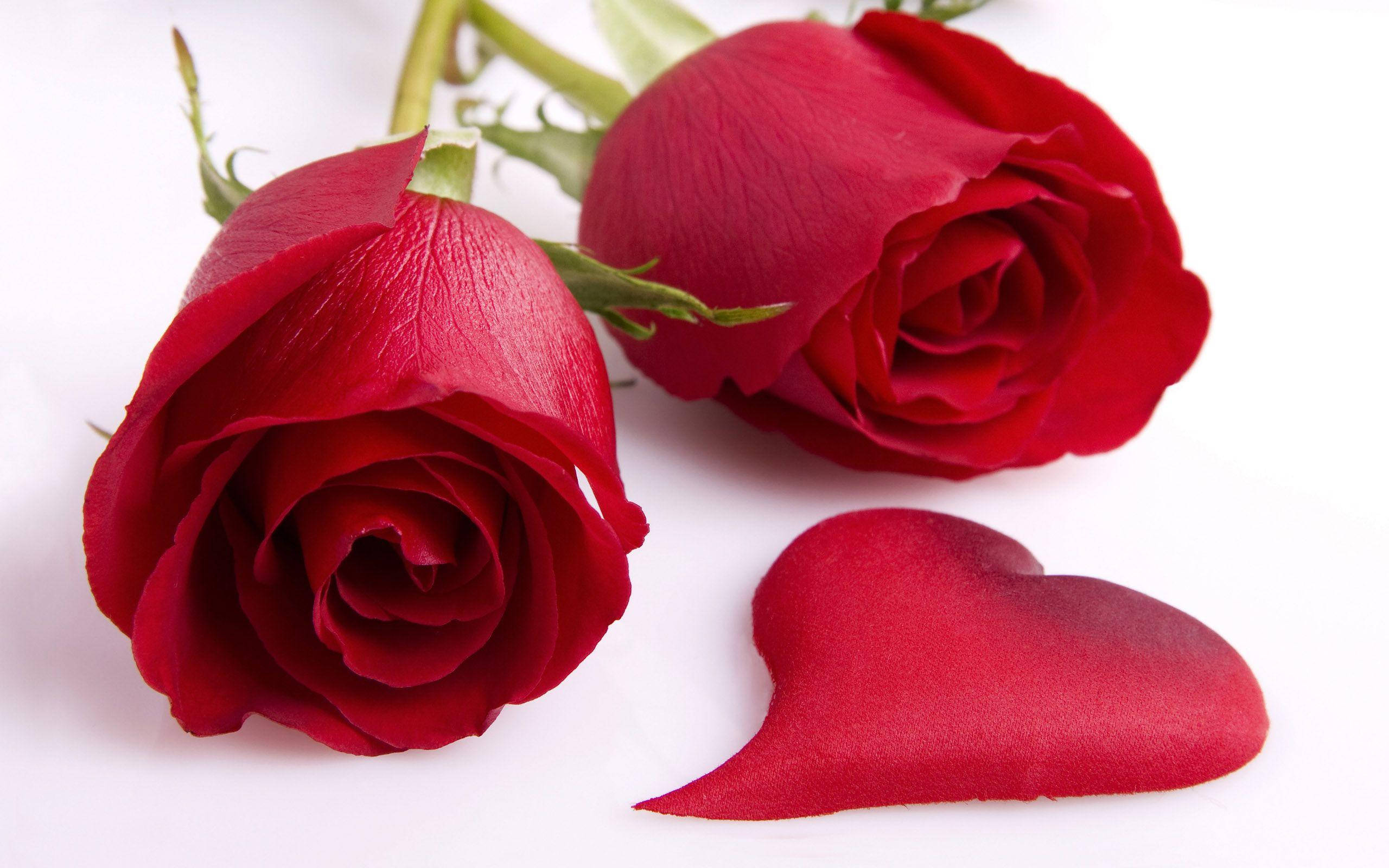 beautiful rose HD 桌布 壁紙 — 兩朵鮮豔的紅玫瑰，帶有綠色莖，旁邊放著一片紅色的心形花瓣，在純白色的表面上。