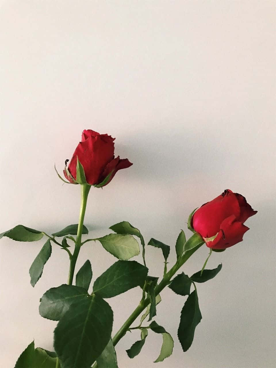 Red Rose Aesthetic 桌布 壁紙 — 兩朵鮮豔的紅玫瑰，帶有綠色莖葉，在柔和的自然光下襯托在純白背景上。