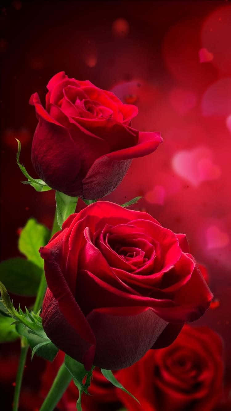 HD Roses 桌布 壁紙 — 兩朵鮮豔的紅玫瑰在夢幻的紅色散景背景中綻放，帶有心形燈光。
