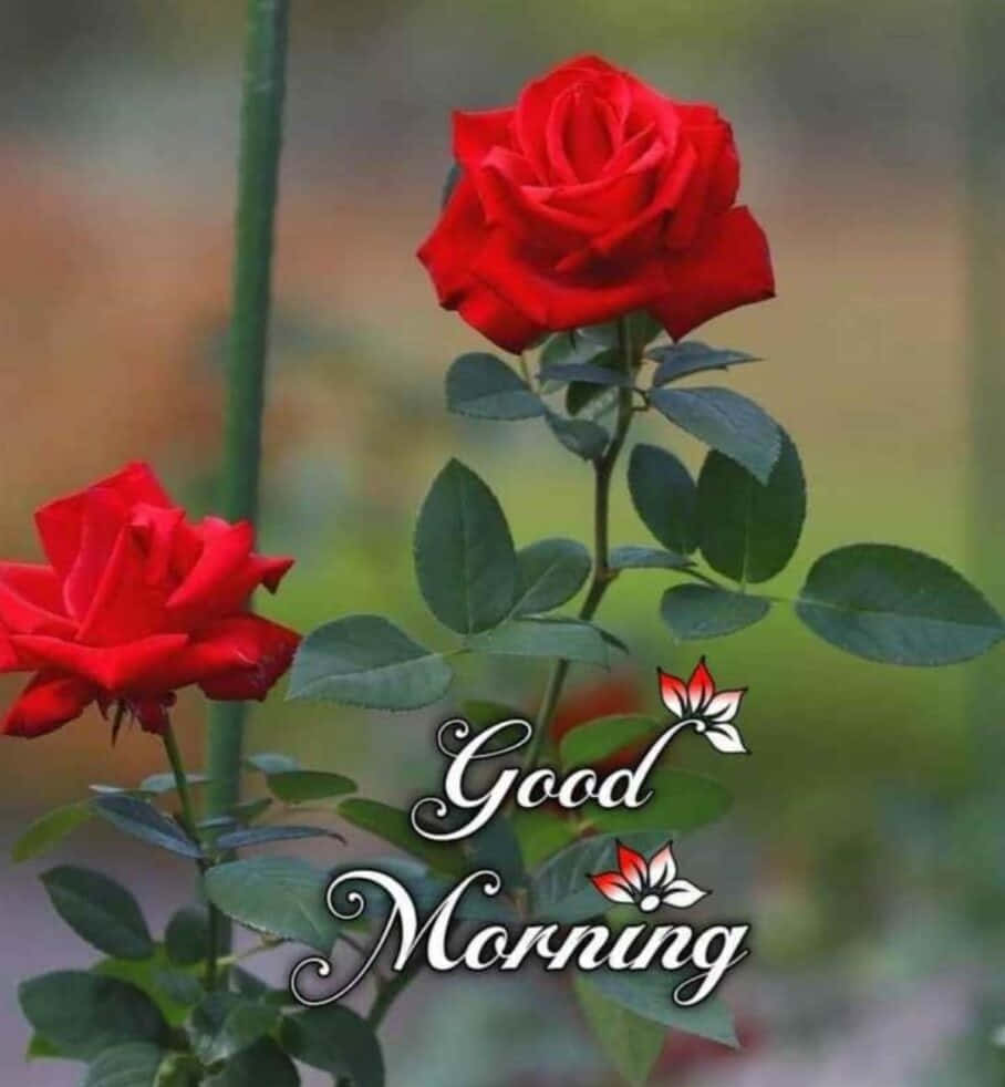 Morning 桌布 壁紙 — 兩朵鮮豔的紅玫瑰在柔和模糊的花園背景下優雅綻放，下方優雅地寫著「早安」。