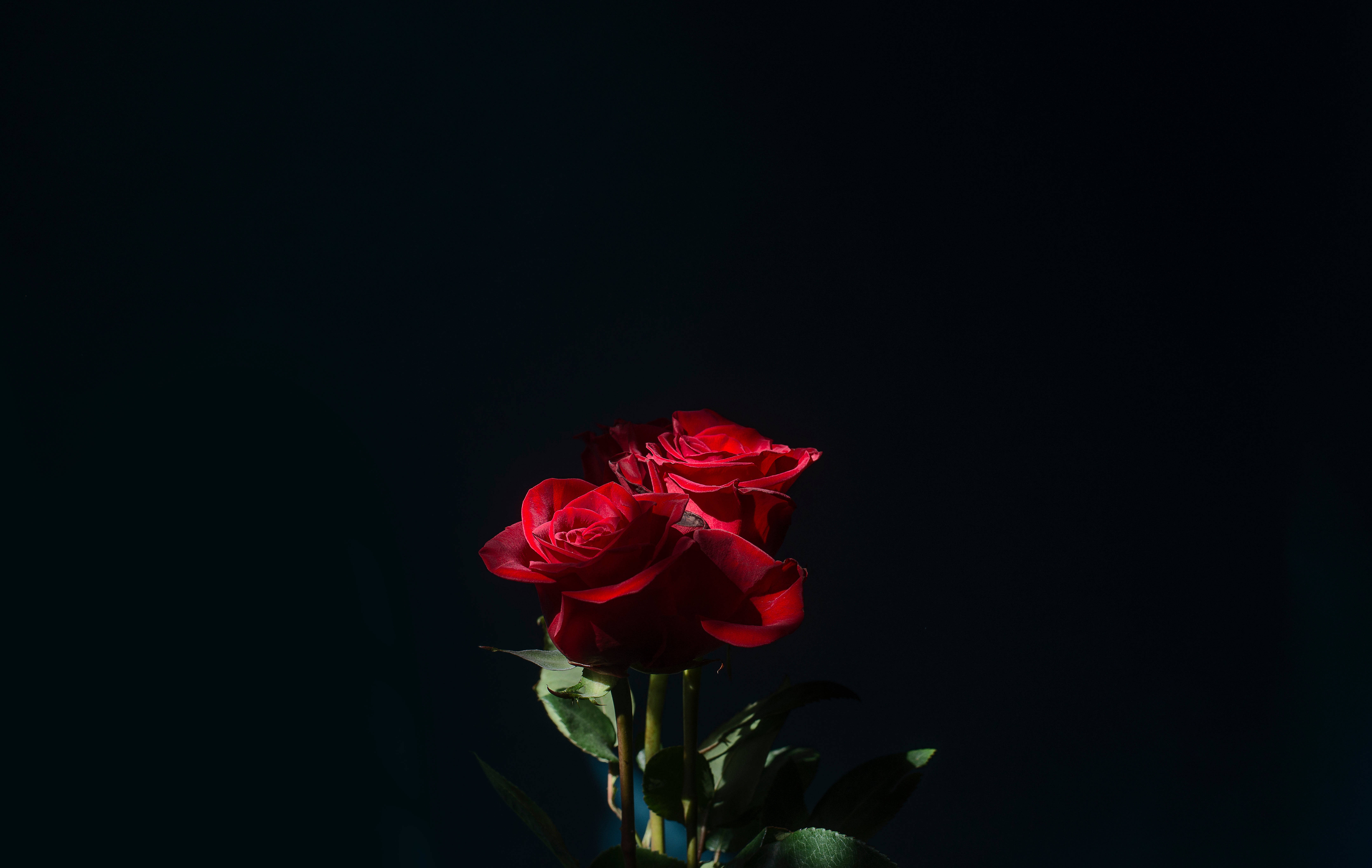 玫瑰花 桌布 壁紙 — 兩朵鮮豔的紅玫瑰在深黑色背景上戲劇性地綻放，由聚焦的光線照亮。