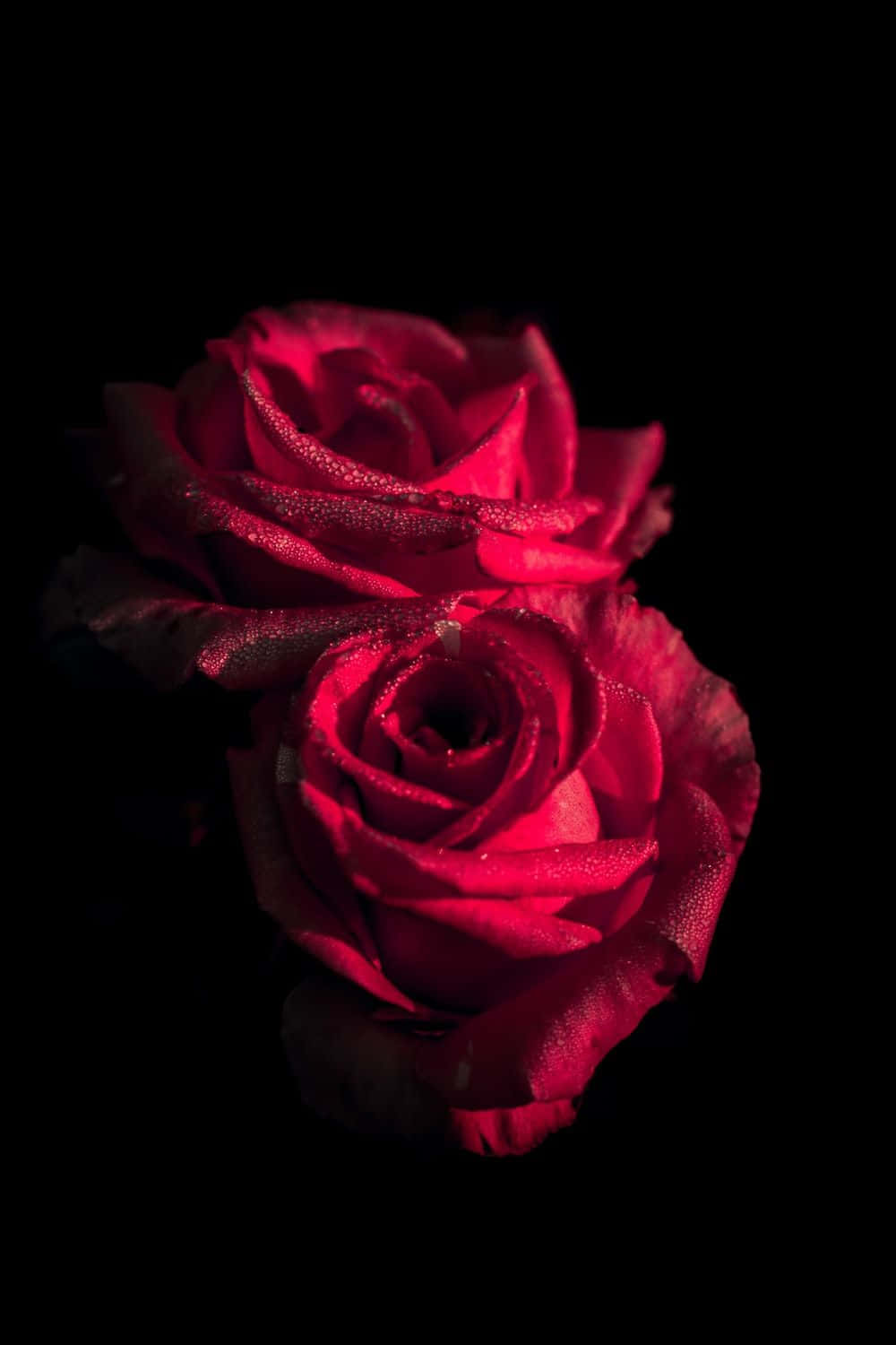 Best Flowers 桌布 壁紙 — 兩朵鮮豔的紅玫瑰在純黑背景下閃爍著露珠，呈現戲劇性的特寫。