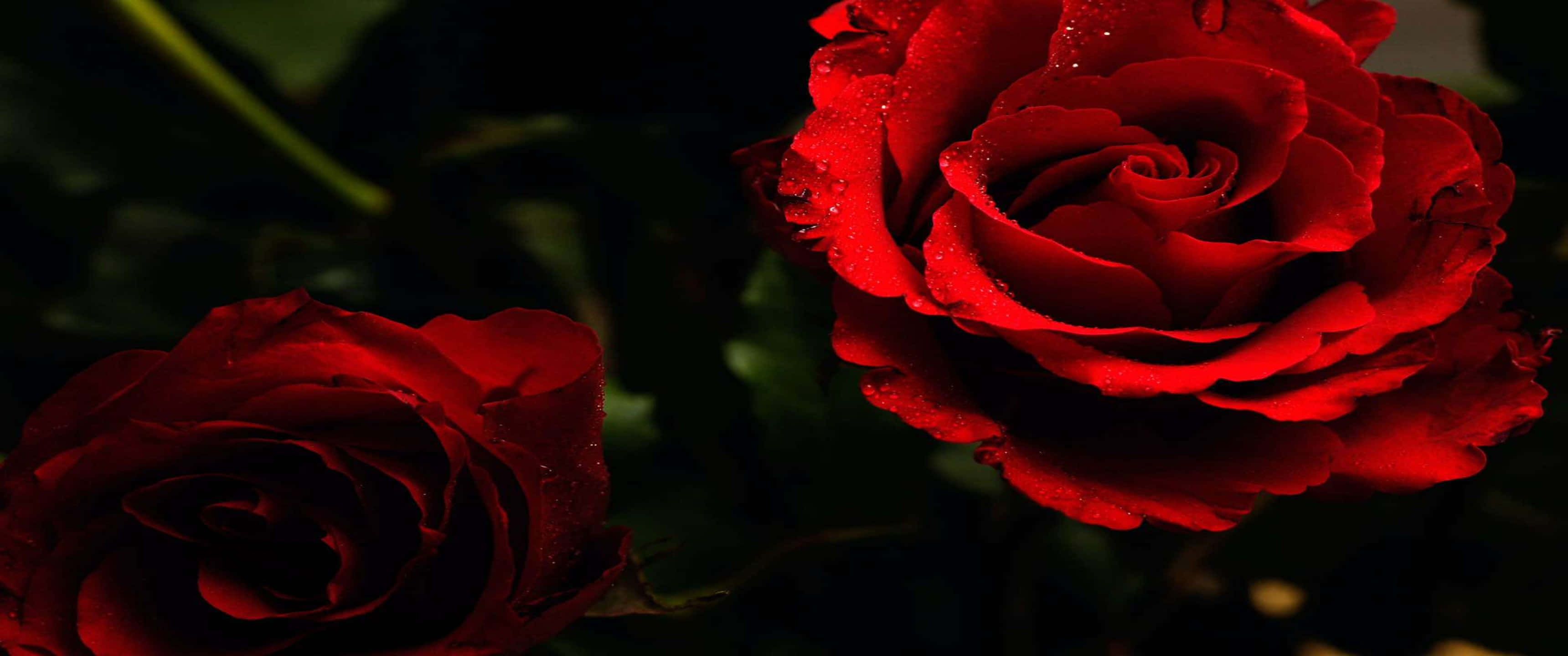 3440x1440p Roses 桌布 壁紙 — 兩朵鮮豔的紅玫瑰在黑暗背景下閃爍著露珠，花瓣質感豐富，光線戲劇性。