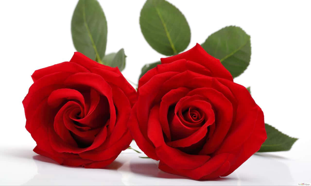 1280x768 Rose 桌布 壁紙 — 兩朵鮮豔的紅玫瑰搭配茂盛的綠葉，靜置在純白的表面上，花瓣以複雜的層次柔軟捲曲。