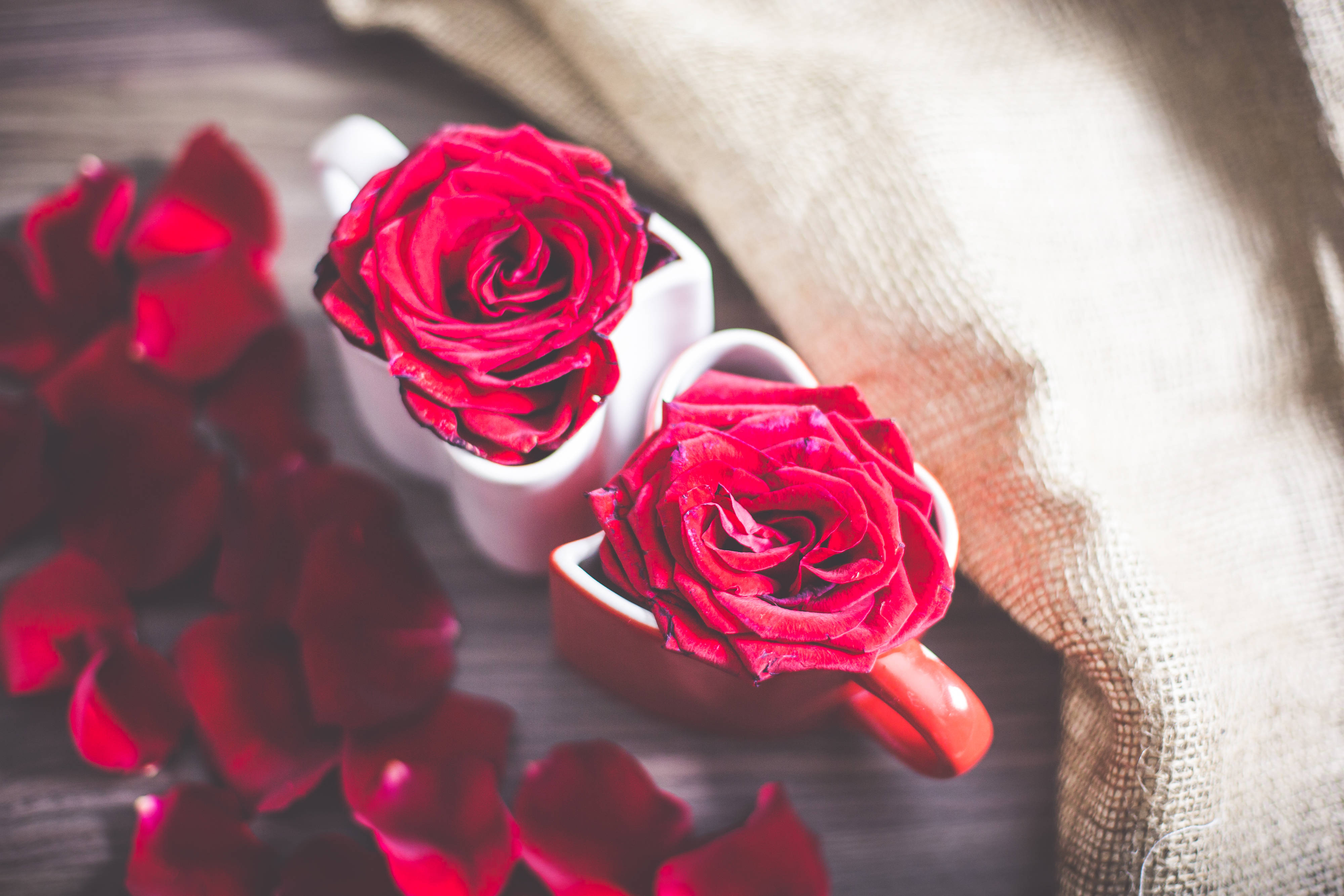 rose aesthetic phone 桌布 壁紙 — 兩朵鮮豔的紅玫瑰放在白色和紅色的杯子中，周圍散落著花瓣，置於質樸的木質表面上。