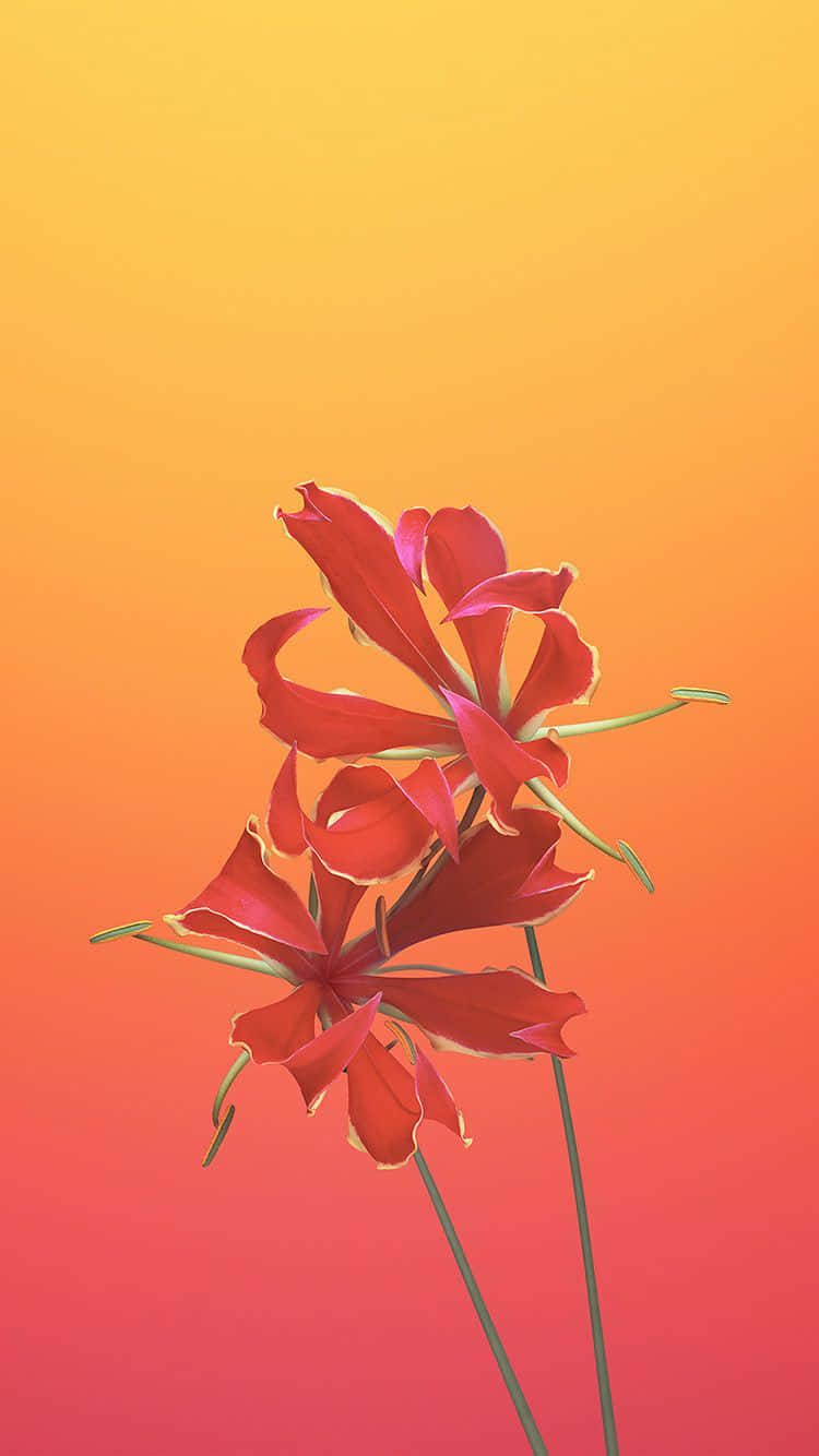 Flower Art 桌布 壁紙 — 兩朵鮮豔的紅色花朵，帶有精緻的花瓣，矗立在橙色和粉紅色的溫暖漸變日落天空前。