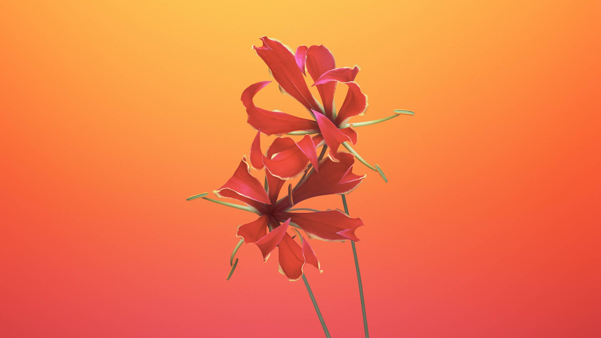 Mojave 桌布 壁紙 — 兩朵鮮豔的紅色花朵，花瓣精緻，襯托著溫暖的漸變橙色背景。