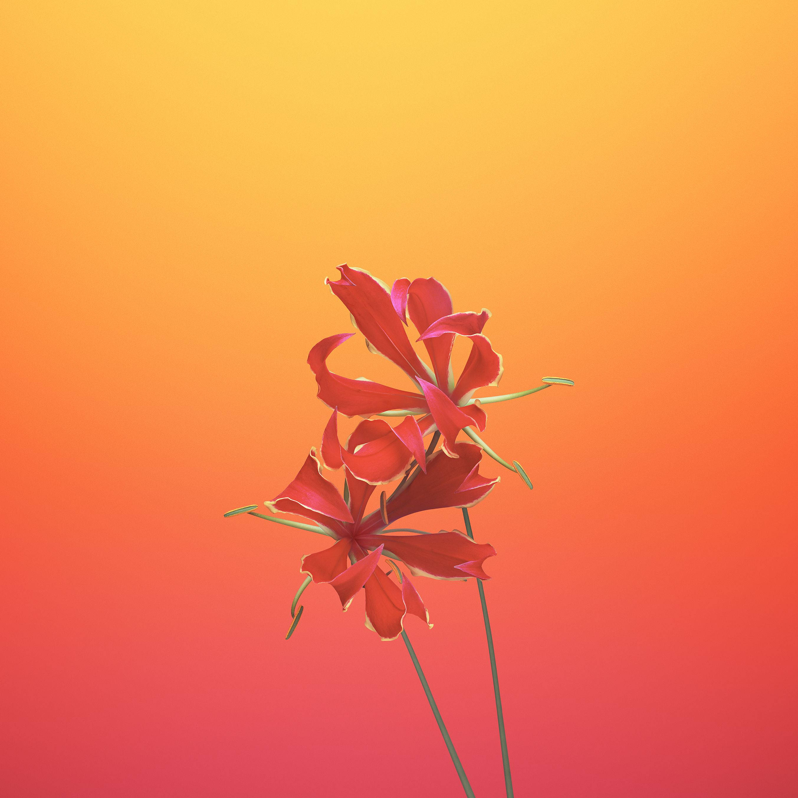 花朵蘋果 桌布 壁紙 — 兩朵鮮豔的紅色花朵，花瓣細膩，矗立在溫暖的橙色和粉紅色漸變日落天空前。