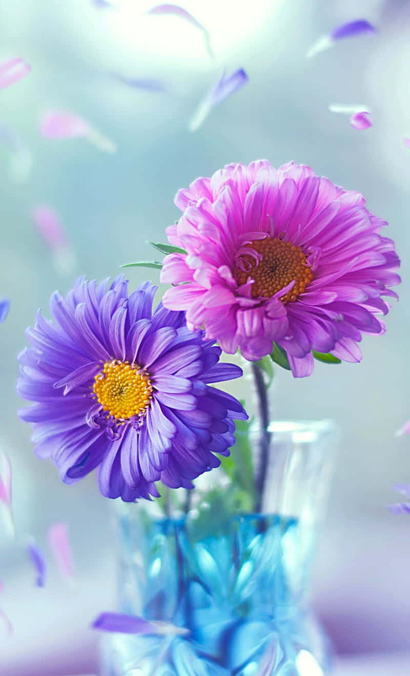 Daisy 桌布 壁紙 — 兩朵鮮豔的紫色和粉紅色雛菊，黃色花心，在藍色玻璃花瓶中盛開，花瓣在夢幻般的柔和粉彩薄霧中輕輕飄落。