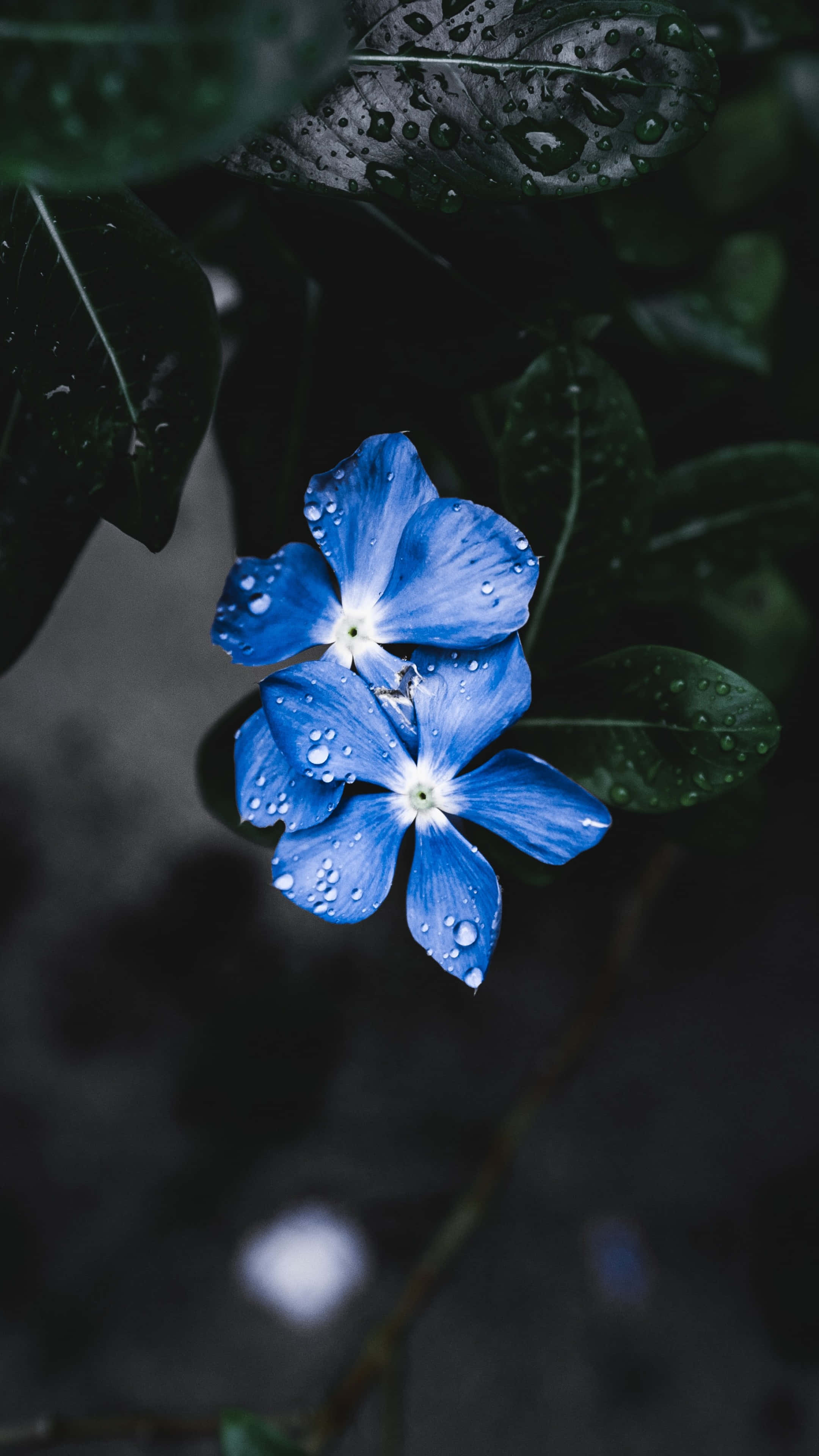 Blue Flowers 桌布 壁紙 — 兩朵鮮豔的藍色花朵帶有露珠，在深綠色葉子的背景下綻放，呈現出情緒化的特寫。