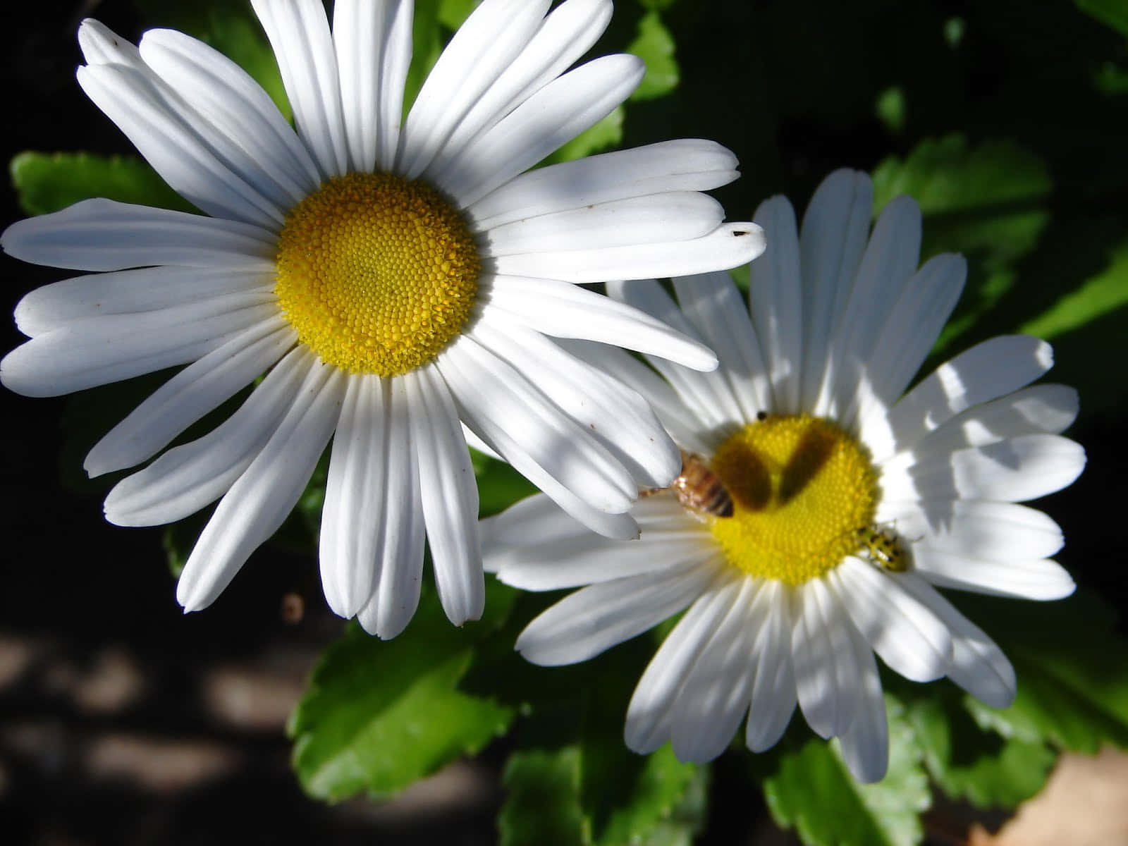 Daisy 桌布 壁紙 — 兩朵鮮豔的雛菊，白色花瓣和黃色花心沐浴在陽光下，一隻蜜蜂停在其中一朵花上。