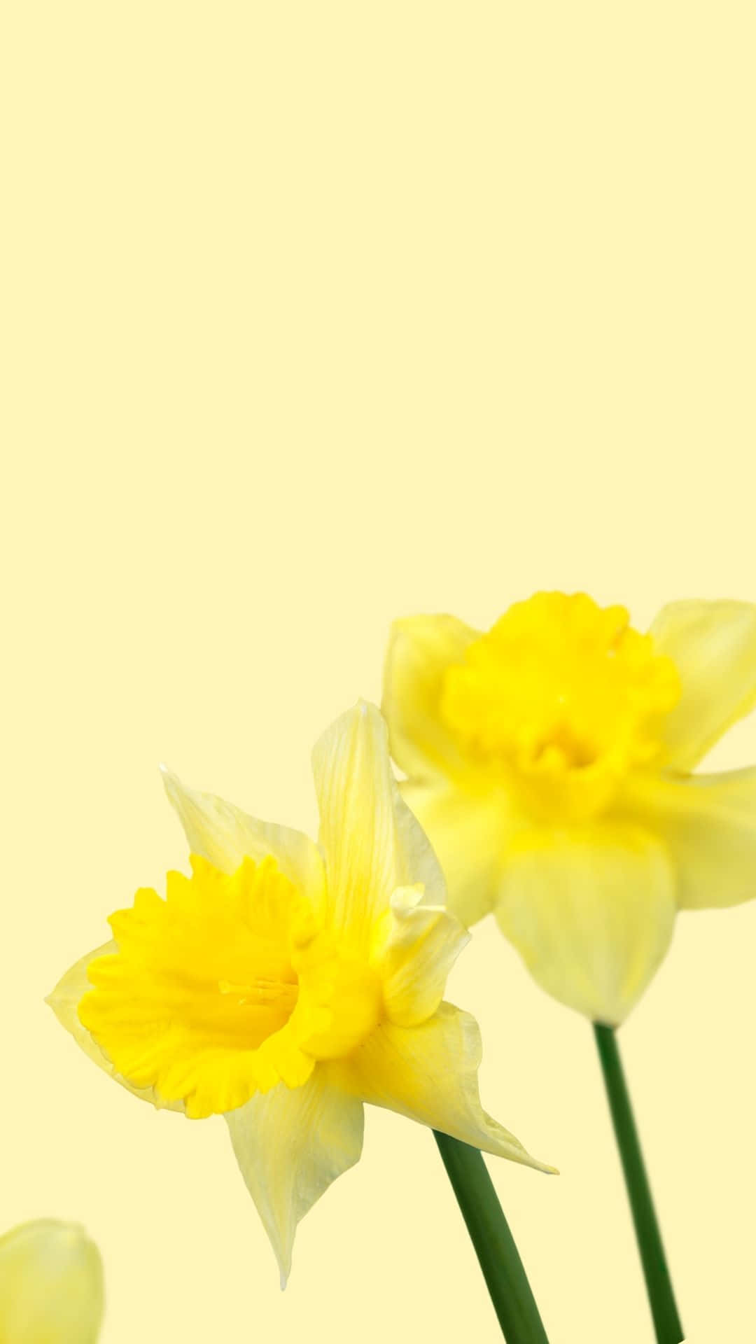 黃色美學 桌布 壁紙 — 兩朵鮮豔的黃色水仙花在柔和淡黃色背景上綻放，帶有輕柔的散景效果。