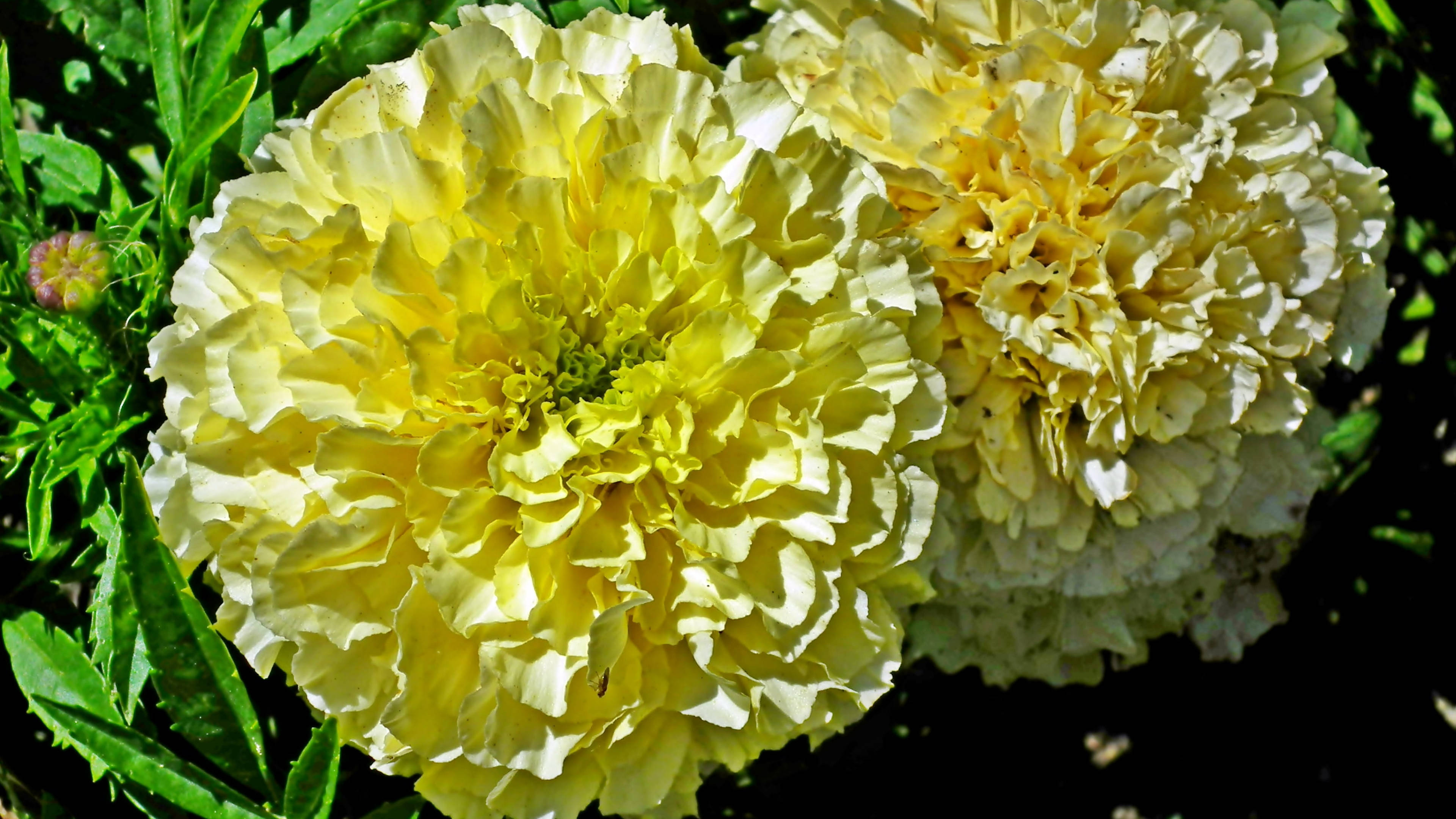 Marigold 桌布 壁紙 — 兩朵鮮豔的黃色萬壽菊，帶有皺褶花瓣，在茂密的綠葉襯托下，於明亮的陽光中盛開。
