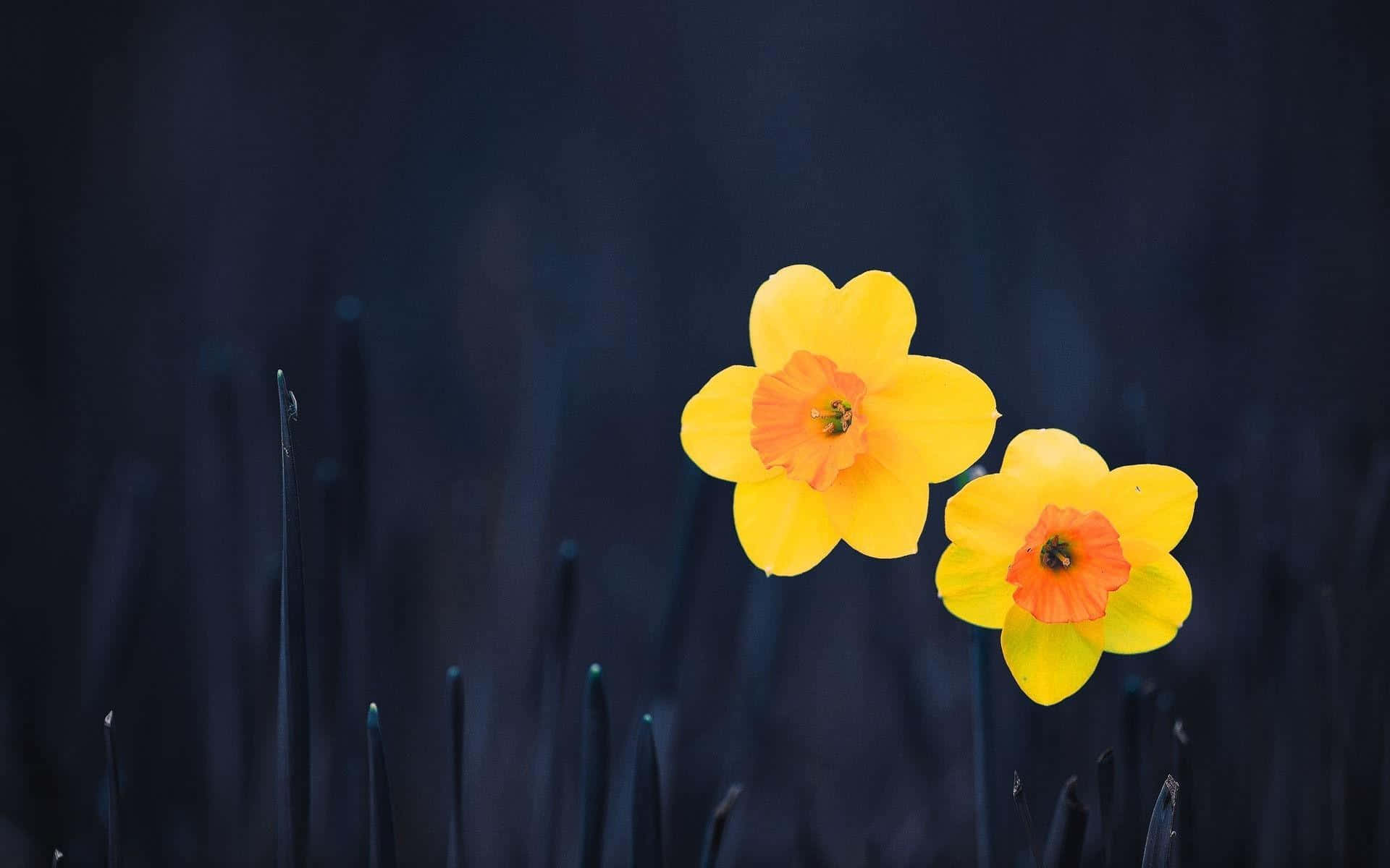 Yellow Daffodils 桌布 壁紙 — 兩朵鮮黃色、橙色花心的水仙花，在黑暗模糊的草葉背景中盛開。