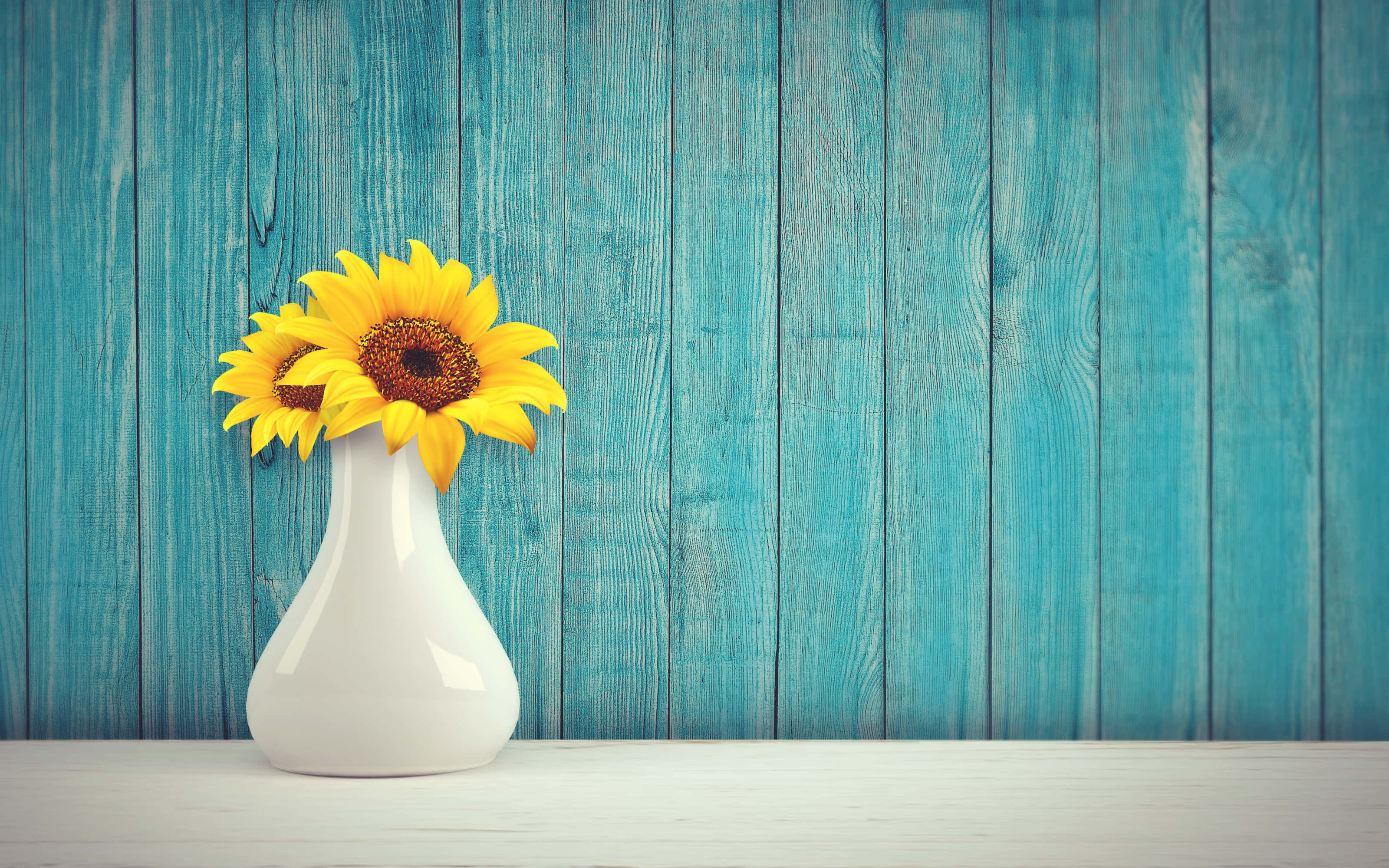 Sunflowers 桌布 壁紙 — 兩朵鮮黃色向日葵在白色花瓶中盛開，背景是風化的藍綠色木牆。
