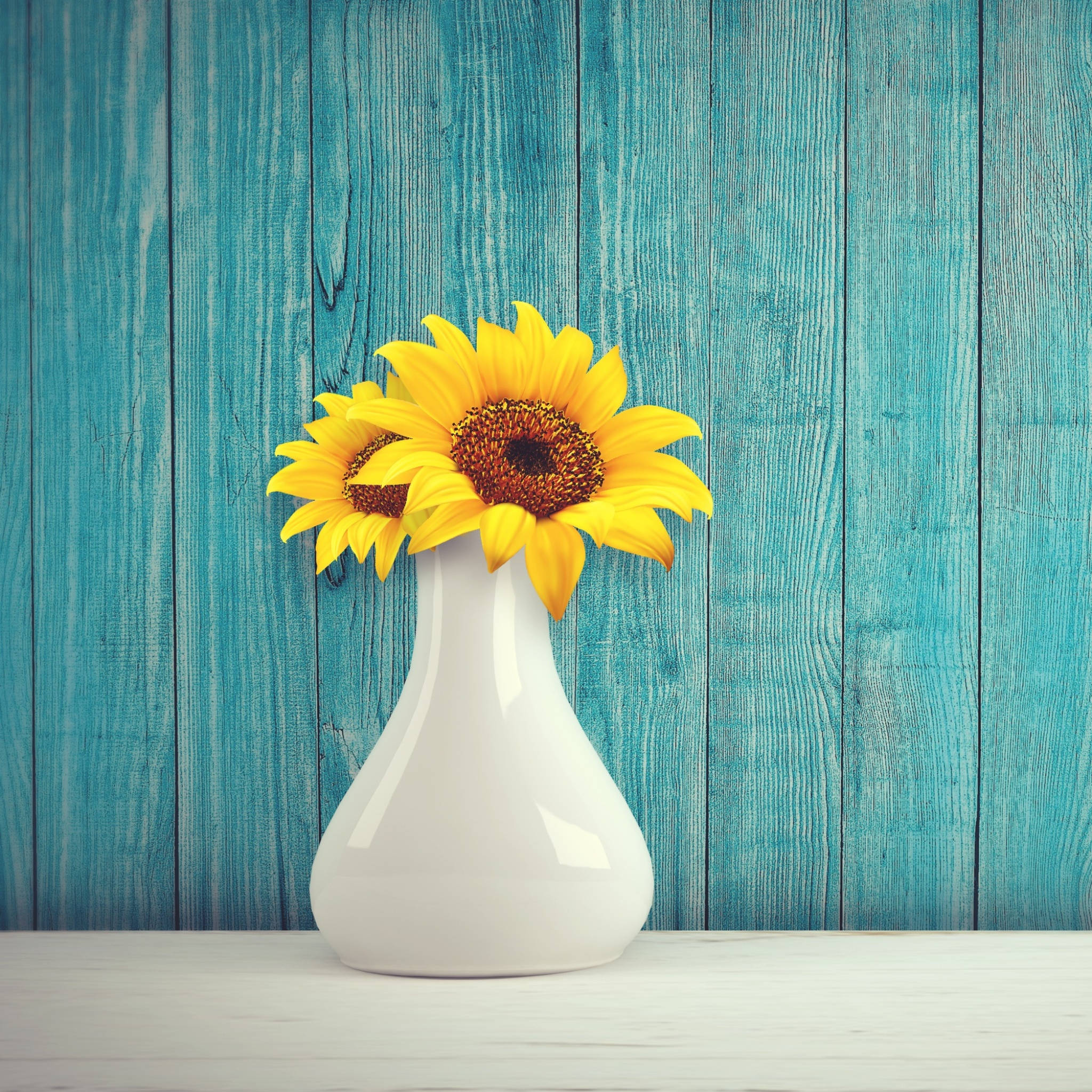 Sunflowers And Roses 桌布 壁紙 — 兩朵鮮黃色的向日葵在一個時尚的白色花瓶中盛開，背景是風化的藍綠色木牆。