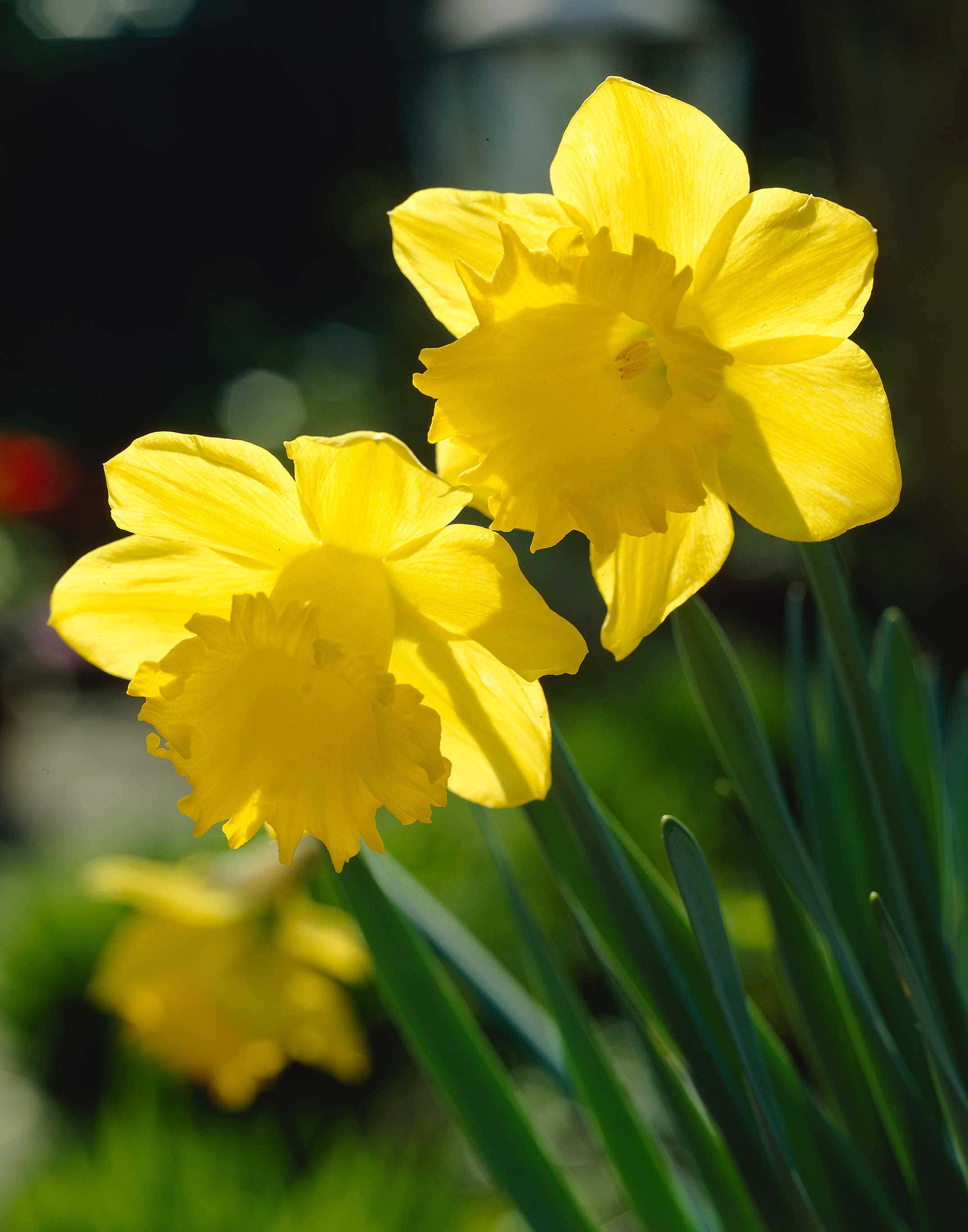 Daffodil 桌布 壁紙 — 兩朵鮮黃色的水仙花在柔和陽光下盛開，帶有綠色莖和模糊的花園背景。