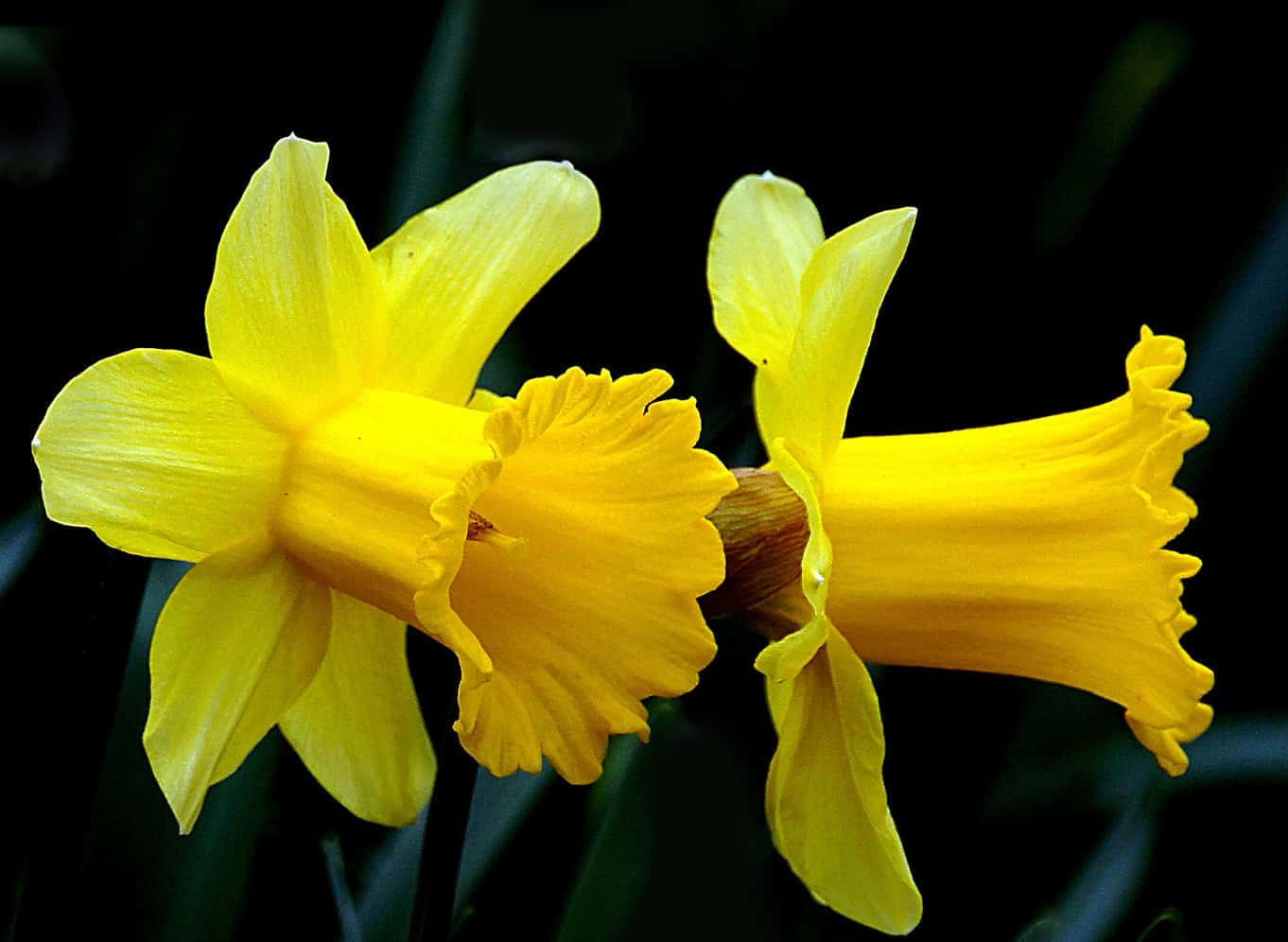 Daffodil 桌布 壁紙 — 兩朵鮮黃色的水仙花在深色模糊的背景中綻放，帶有柔軟的綠色莖。