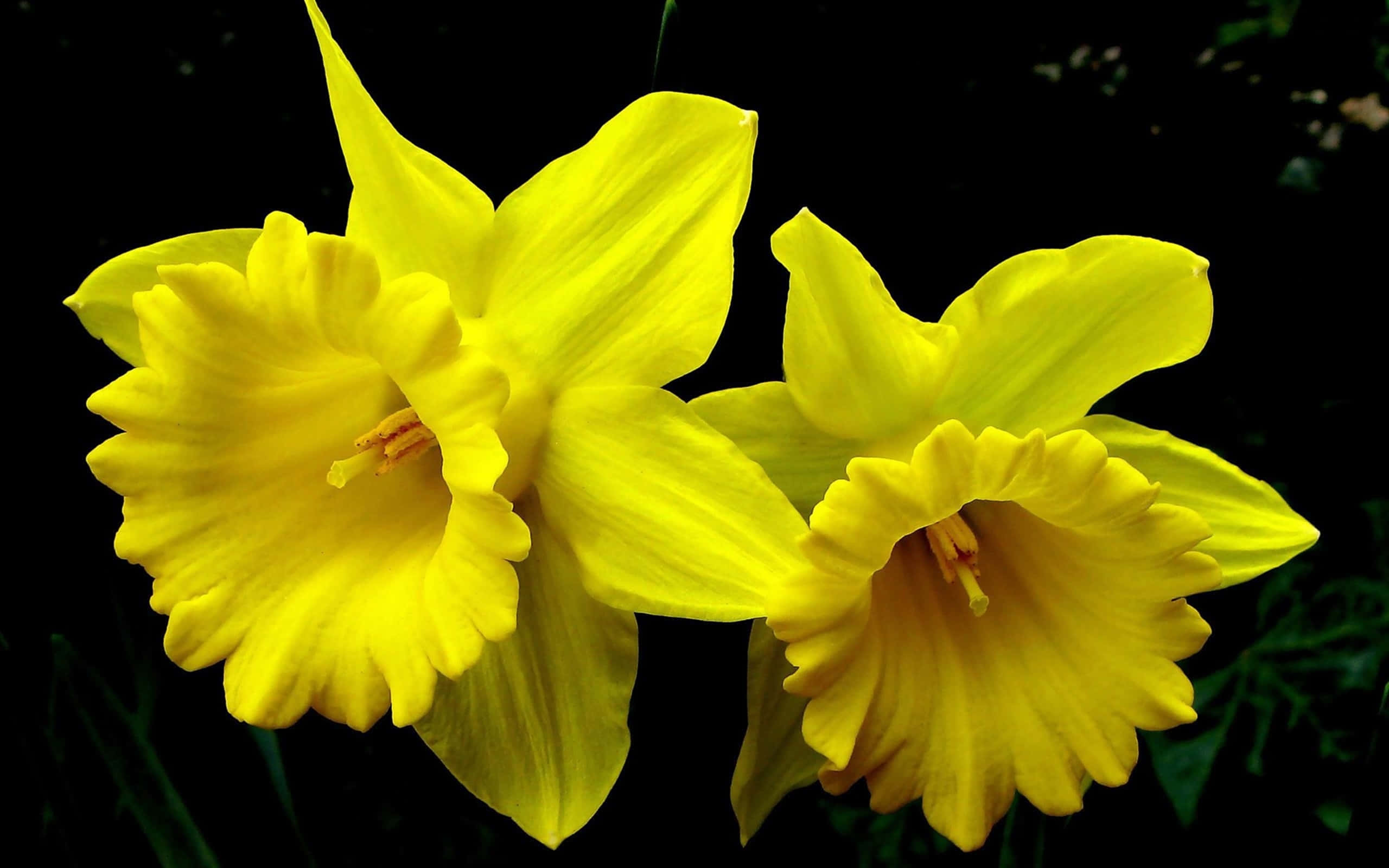Yellow Daffodils 桌布 壁紙 — 兩朵鮮黃色的水仙花在純黑背景上綻放，柔軟的綠色葉片隱約可見。