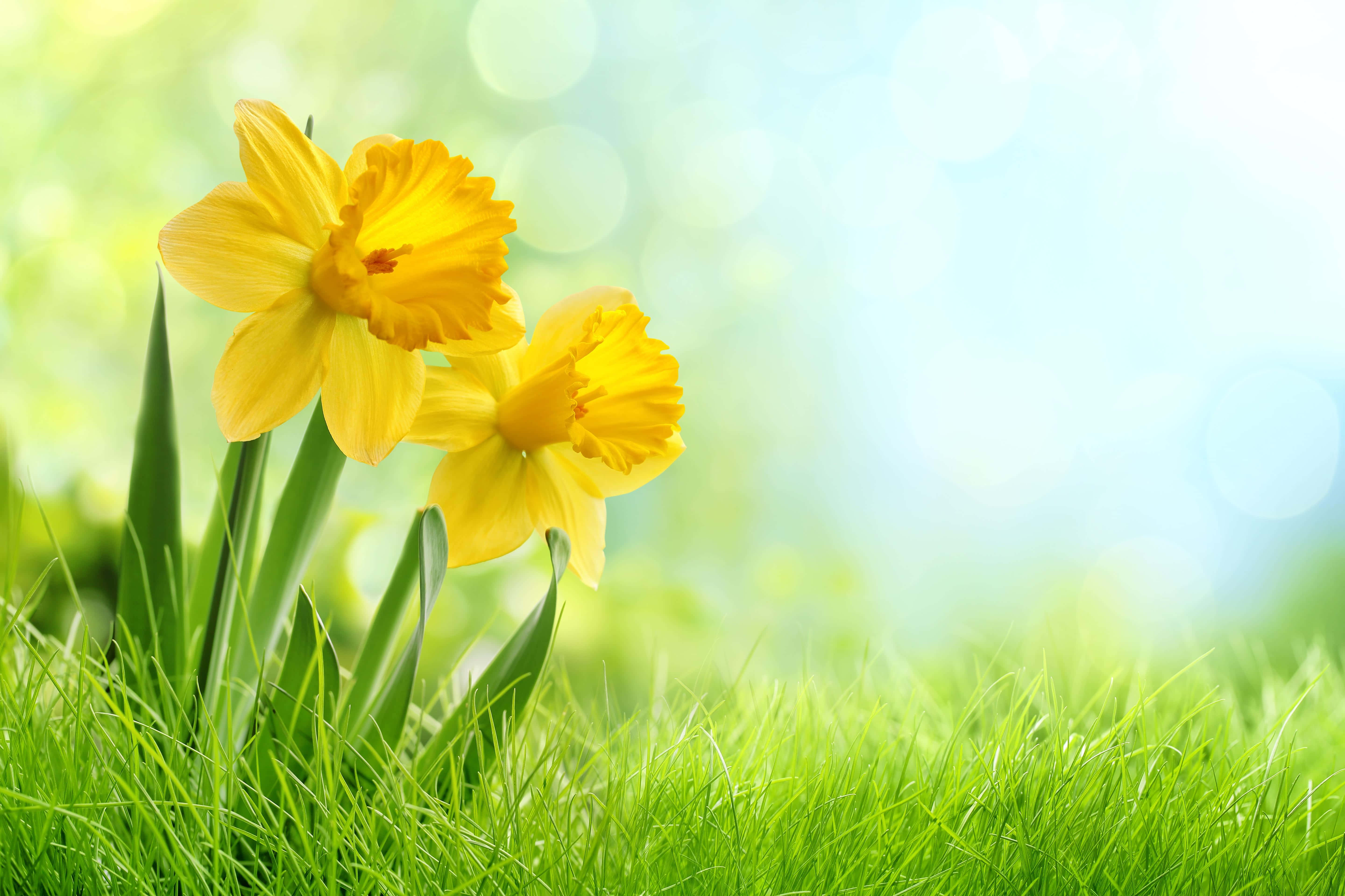 Yellow Daffodils 桌布 壁紙 — 兩朵鮮黃色的水仙花在茂盛的綠草中盛開，背景是柔和陽光的散景效果。