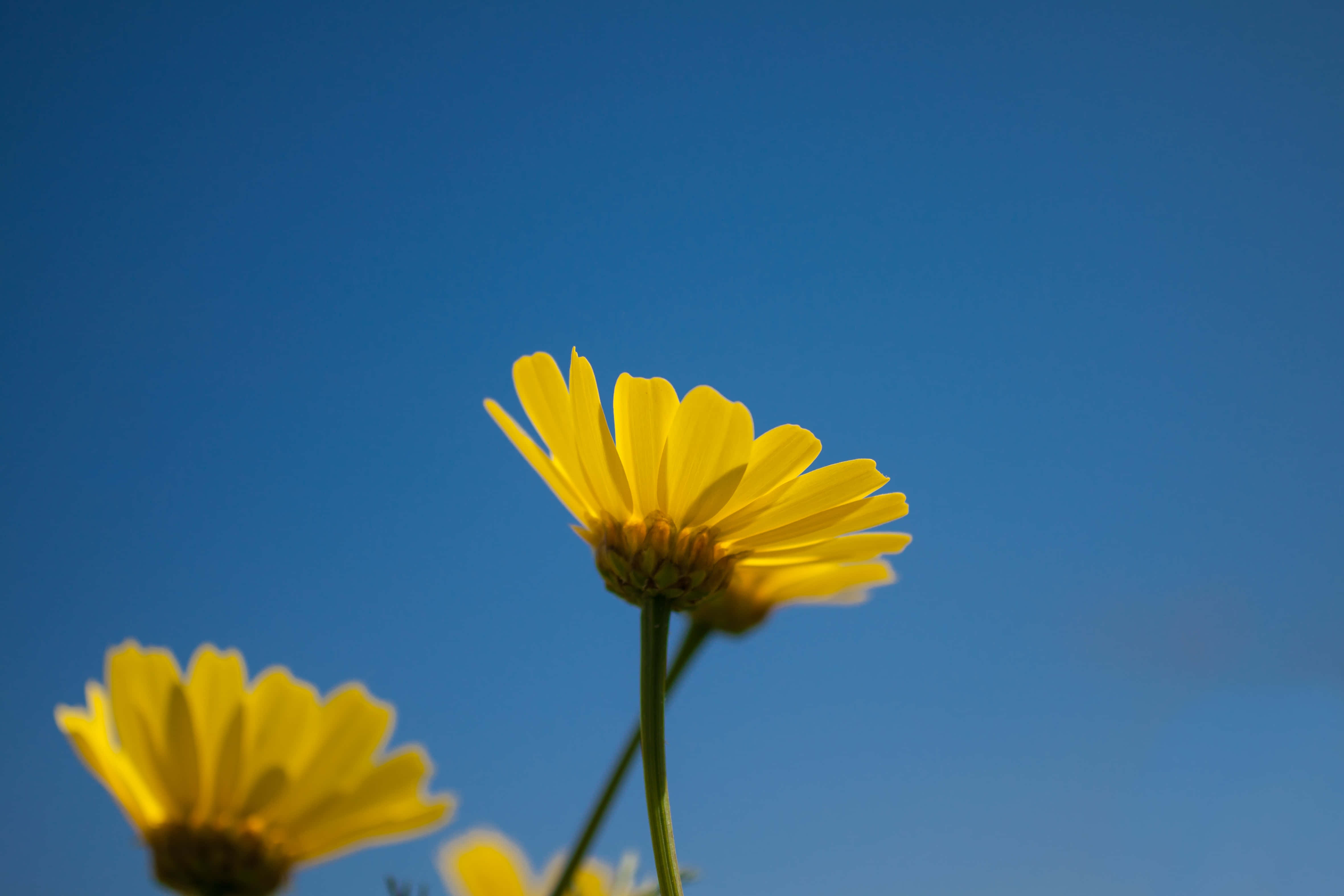 Summer Flowers 桌布 壁紙 — 兩朵鮮黃色的雛菊在陽光明媚的田野中，襯著清澈深藍的天空盛開。
