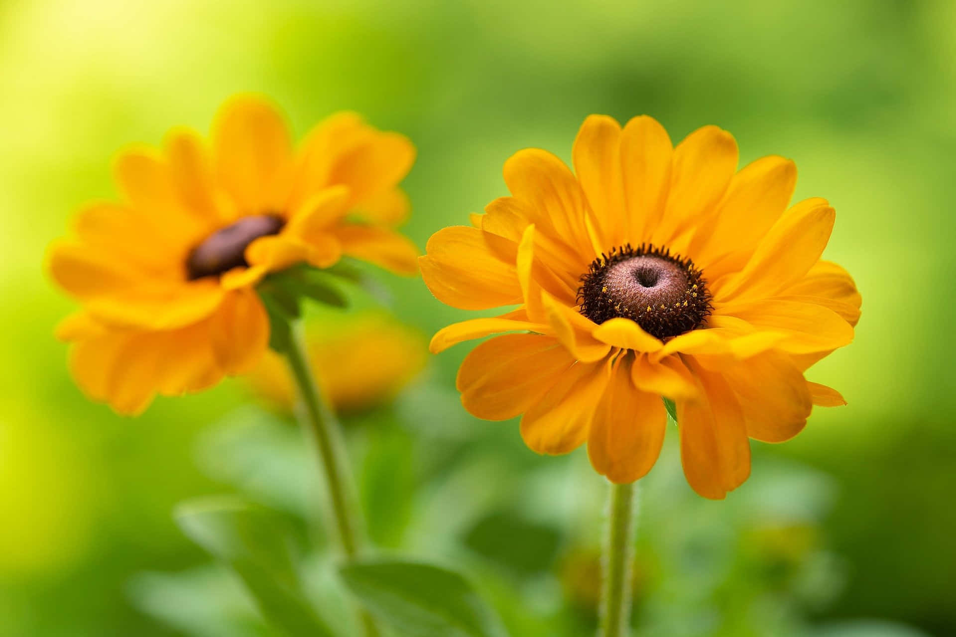 Black Eyed Susan 桌布 壁紙 — 兩朵鮮黃色的黑眼蘇珊花在柔和綠色模糊背景下於明亮日光中盛開。