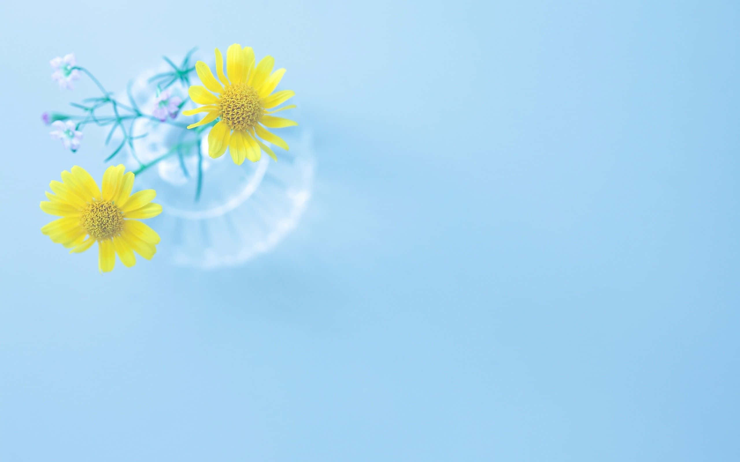 Simple Flower 桌布 壁紙 — 兩朵鮮黃色雛菊和細小紫色花朵，插在透明玻璃花瓶中，襯以柔和藍色背景。