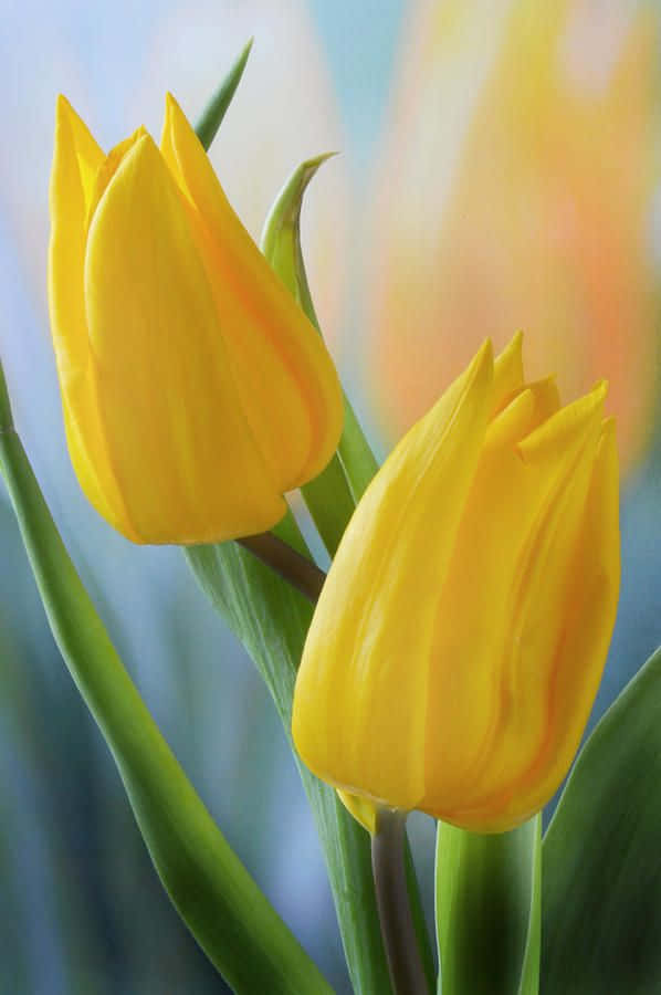 Flowers 桌布 壁紙 — 兩朵鮮黃色鬱金香在柔焦中綻放，背景是模糊的藍色和橙色。