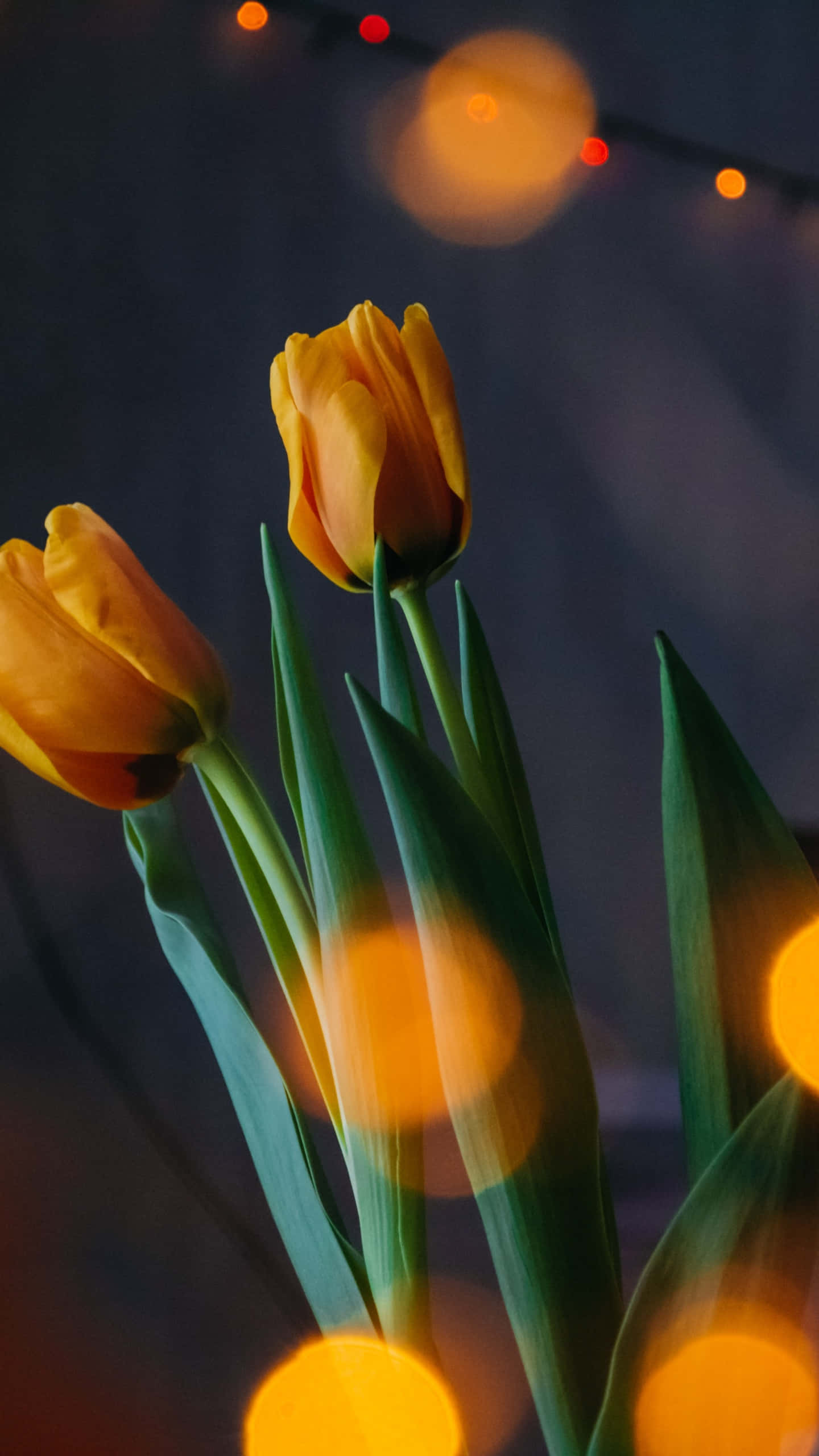 Yellow Tulips 桌布 壁紙 — 兩朵黃色鬱金香帶有綠色莖，站在一個裝飾著溫暖發光散景燈光的黑暗背景前。